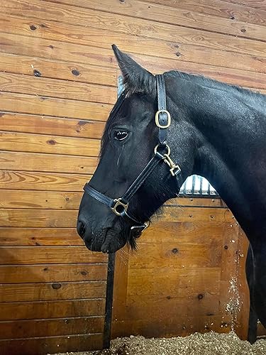 Leaders - Cabestro de cuero para caballos con placa de nombre grabada personalizada, cabestro para caballo, negrolatón