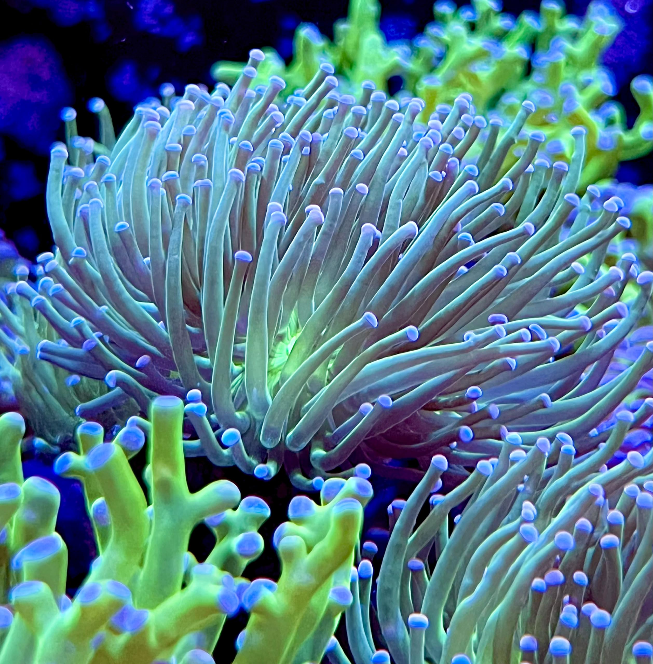 coralSLover Live Saltwater Coral Frag - Neon Green Torch with Pink Tips (Frag)