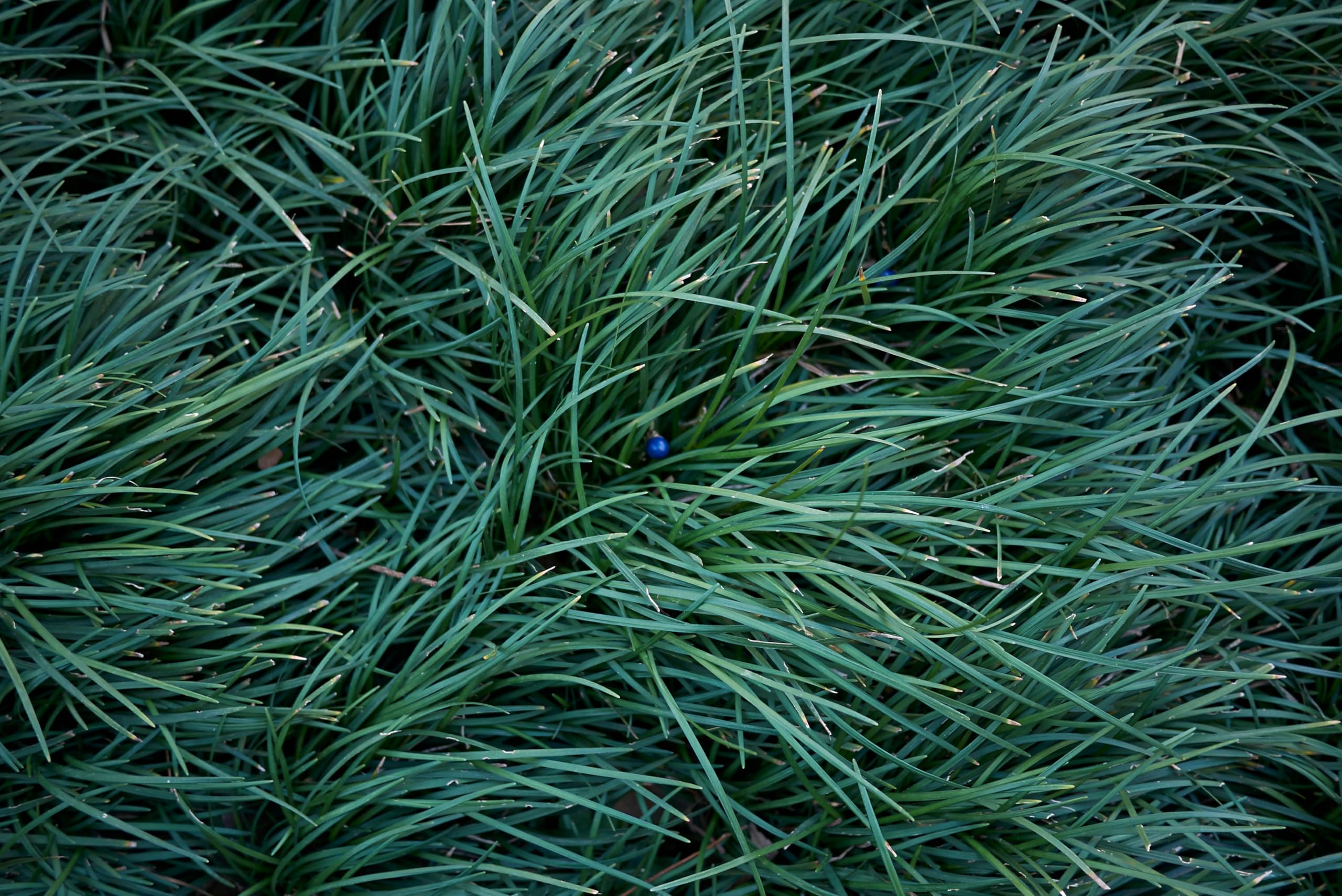 Stauden Gänge 10 x Ophiopogon japonicus Japanischer Schlangenbart