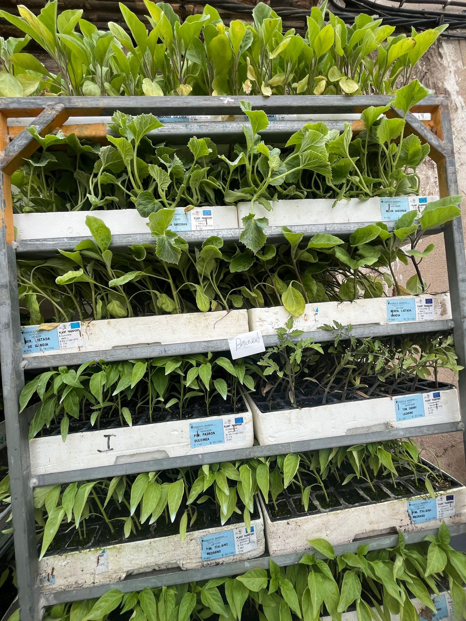 Piantine di Pomodoro, 100 Unità, Varietà Rosa, Valenciano, Optima, Nero Crimea e Cuore di Bue