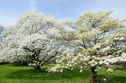 10 semillas de cornejo de flor blanca  Cornus Florida Flower Seeds