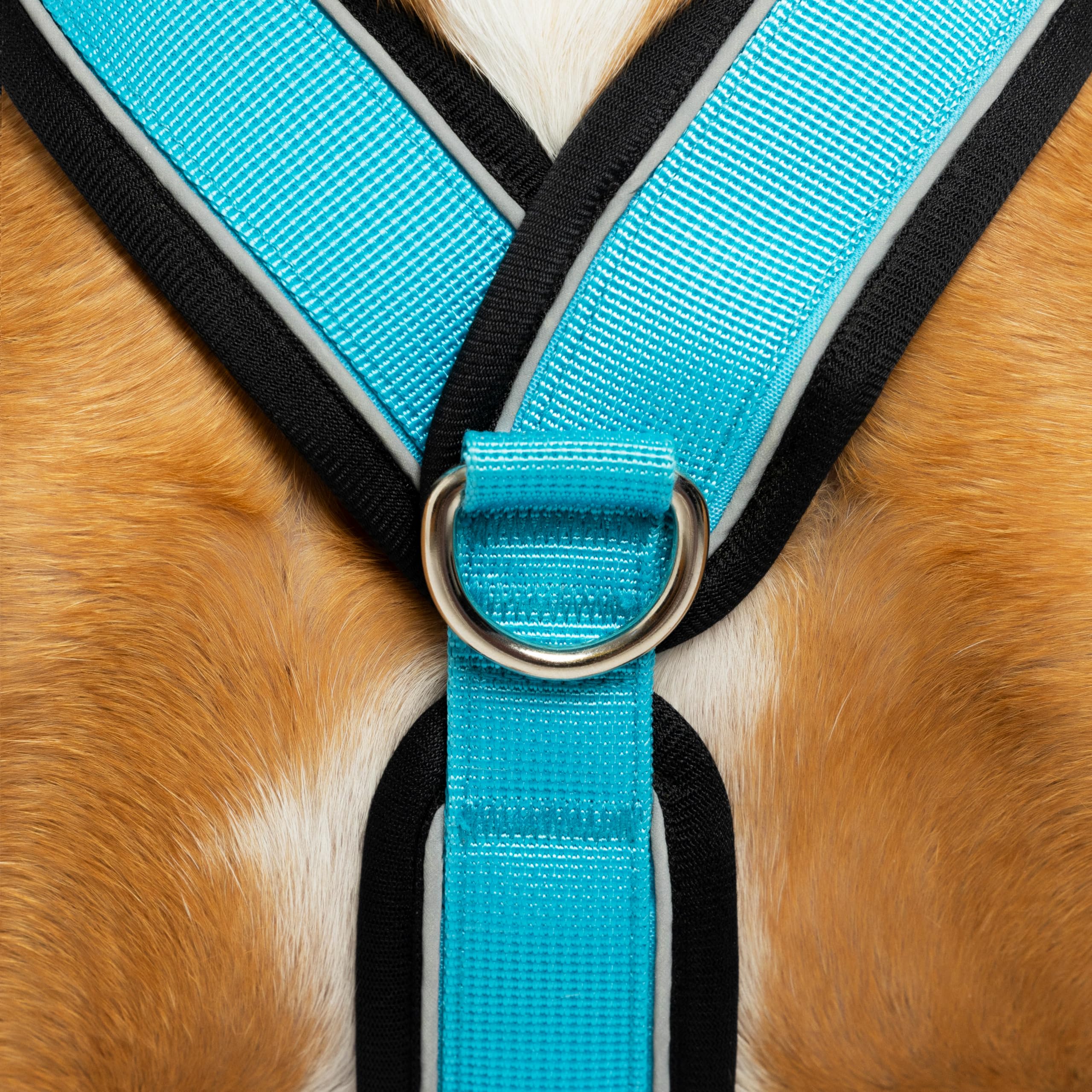 Arnés Reflectante Anti-Tirones en Forma "Y"- Ideal para Lebreles: Galgo Italiano, Whippet, Galgo, Podenco - Seguro, Transpirable y Duradero - Perfecto para Caminar, Entrenar y Correr - CELESTE, XXL