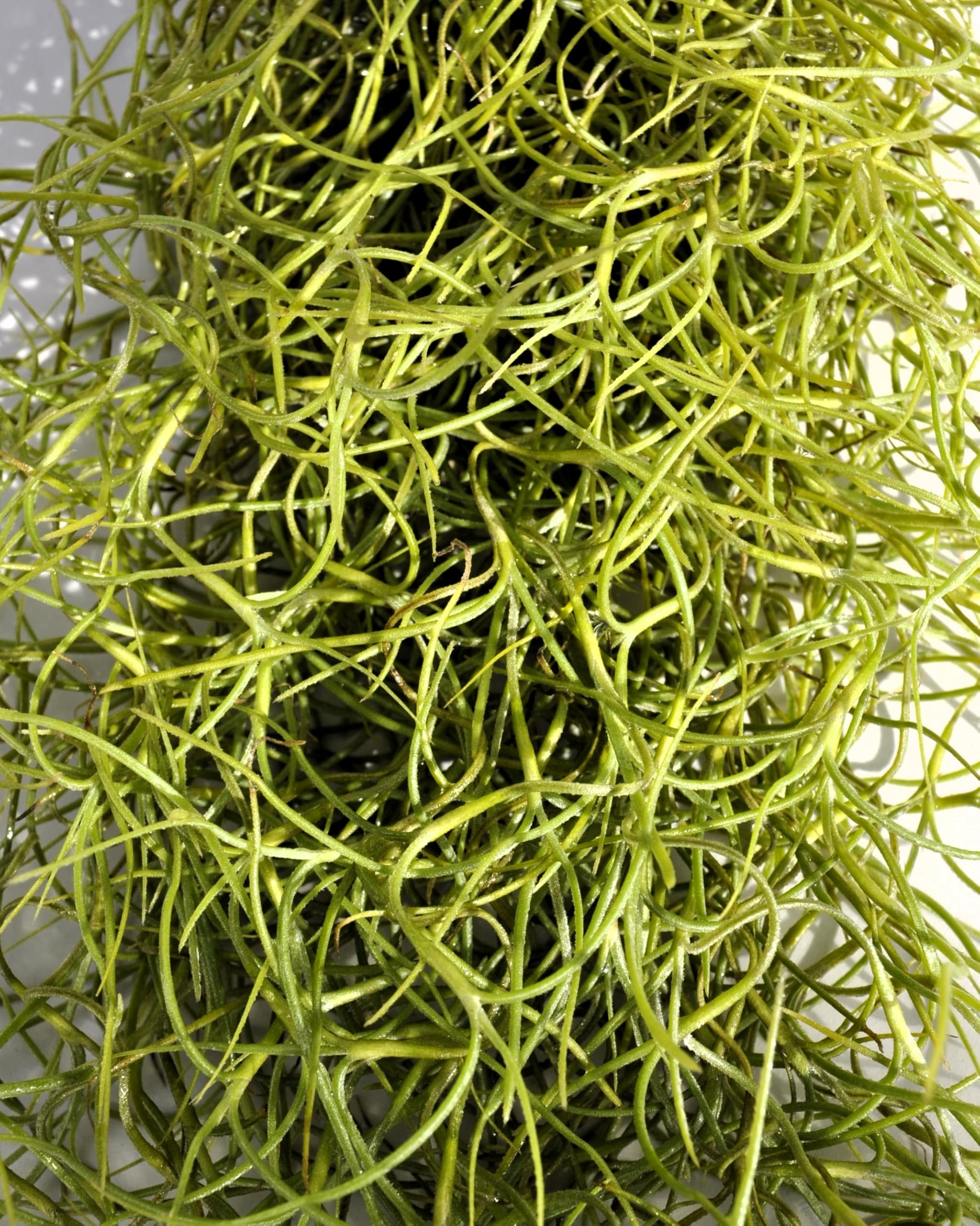 Tillandsia usneoides, Curiosarium, Barba de Viejo, Musgo Español, Planta del Aire, Planta Exótica, Verde Grisáceo, Interior/Exterior, Sin Sustrato, Colgante Decorativa, Longitud 50 cm, Diámetro 15 cm.