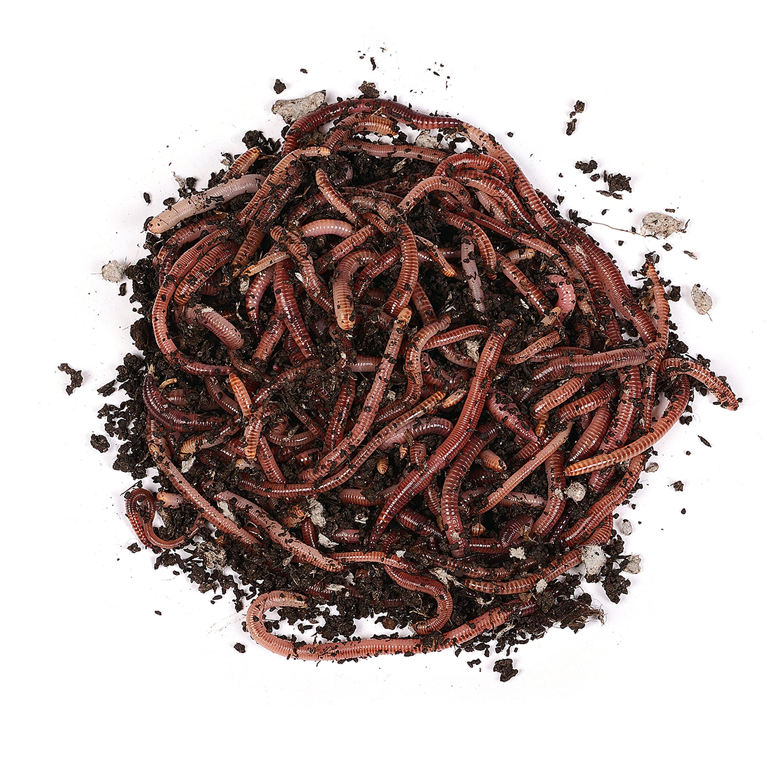 Natursache I Dendrobena-Würmer lebend I Lebender Angelköder für Forelle, Lachs, Aal, Barsch, Hecht, Karpfen & alle Anderen Arten von Weißfischen I Ideales Zubehör für Angler…