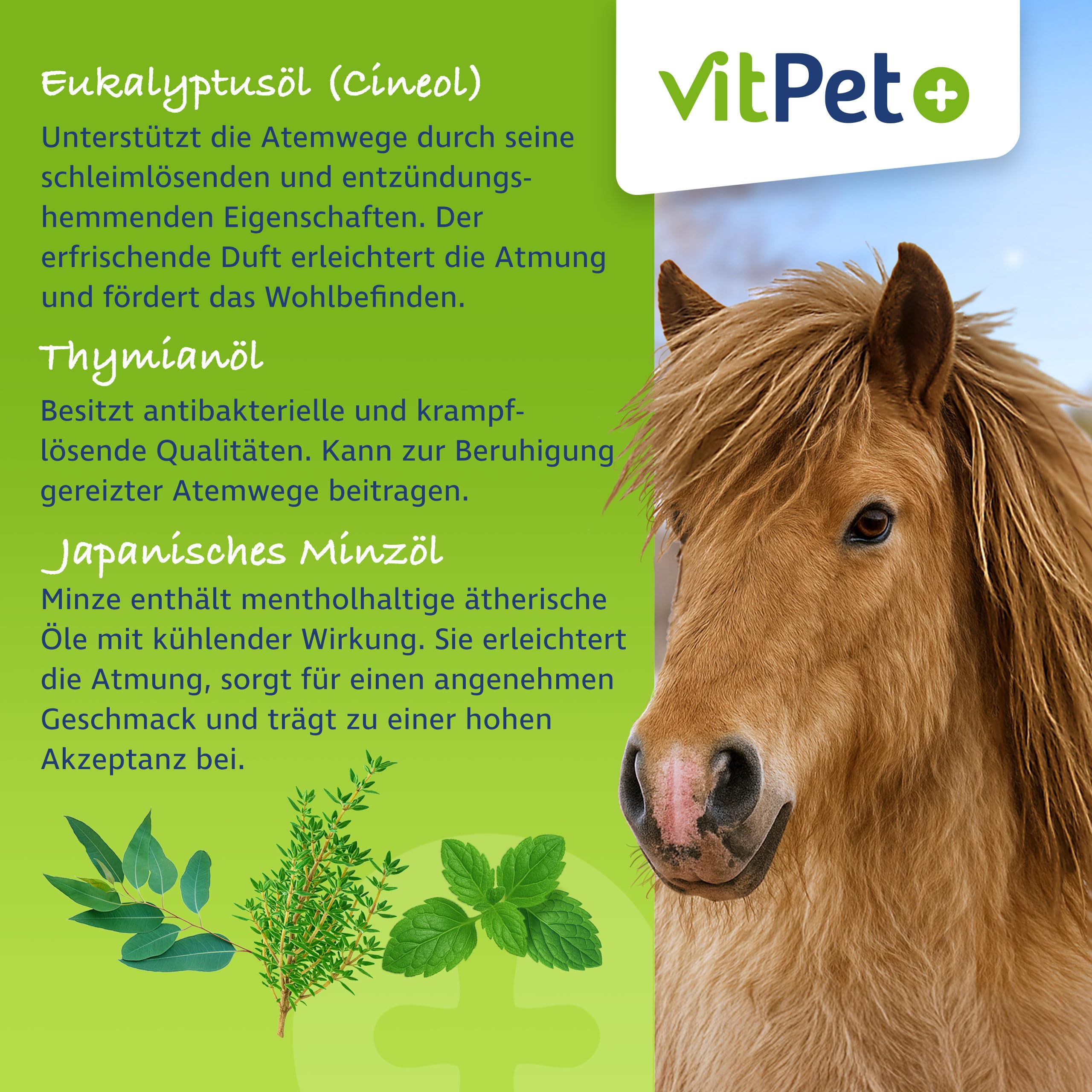 PneumoCare – Hustensaft für Pferde – 1000 ml – Bei Husten Pferd – Schleimlösend und beruhigend – Mit Eukalyptus, Thymian und Olivenblattextrakt – Unterstützt Bronchien und Immunsystem