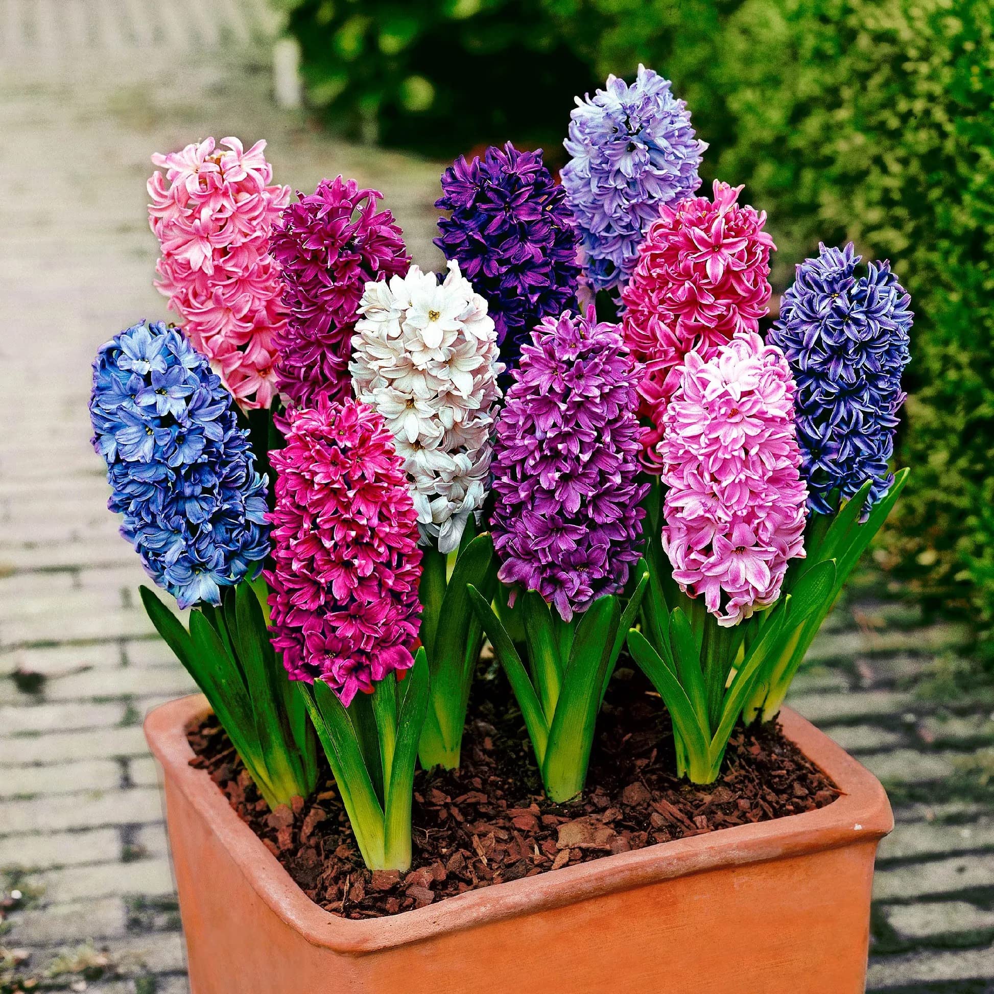 Live Green Hyacinth Flower Bulbs - Qty 5pcs (Multicolor) (B0BTVLLG8J) Amazon Price History, Amazon Price Tracker