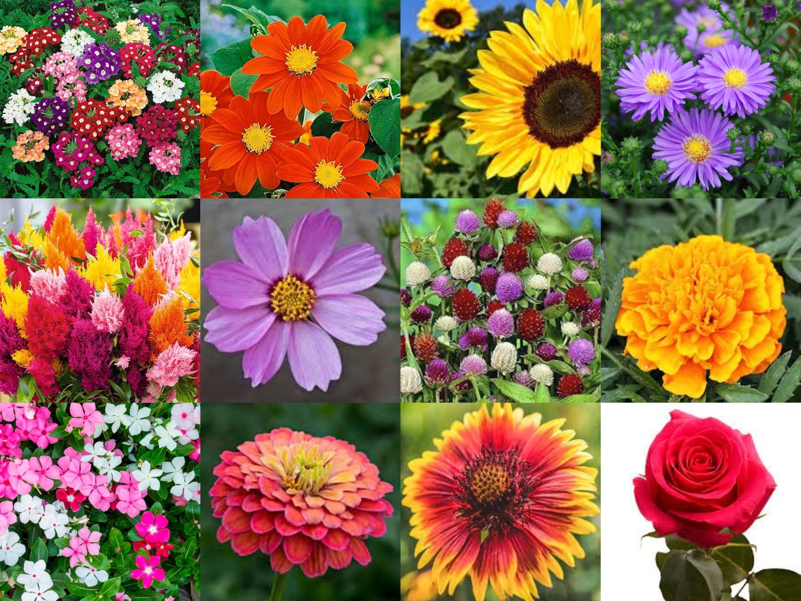 600+ Seeds- Winter Season Flower Seeds Combo Pack- 12 Varieties of Seeds - Winter Special Combo Pack (B0CWLPQYKJ) Amazon Price History, Amazon Price Tracker