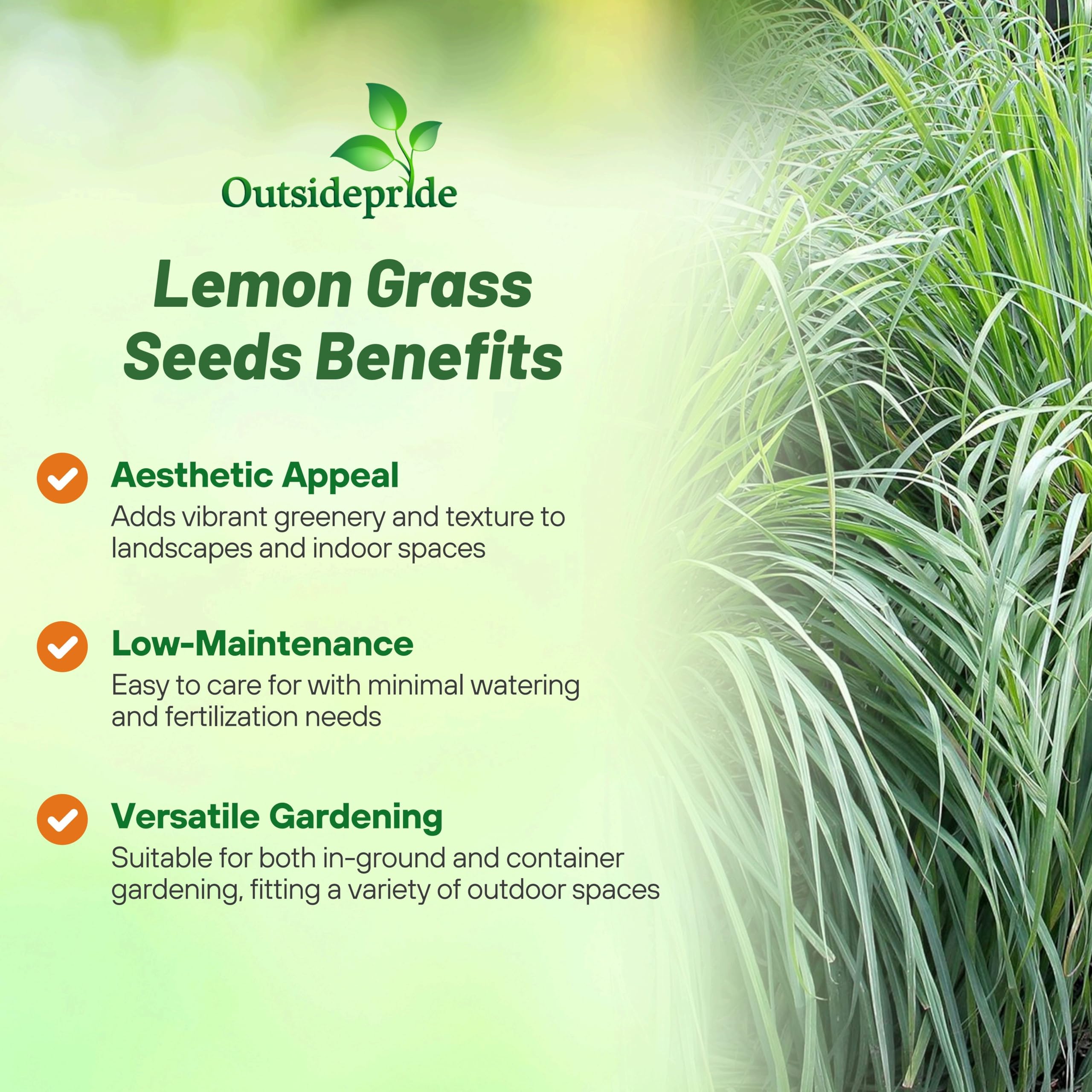 Amazon.com : Outsidepride Lemon Grass Seeds for Planting - 1000 Perennial  Seeds, Mosquito Repellent, Deer Proof, Citronella Grass for Culinary and  Ornamental Use, Blue-Green Foliage, Lemon Grass Live Plant : Grass Plants :