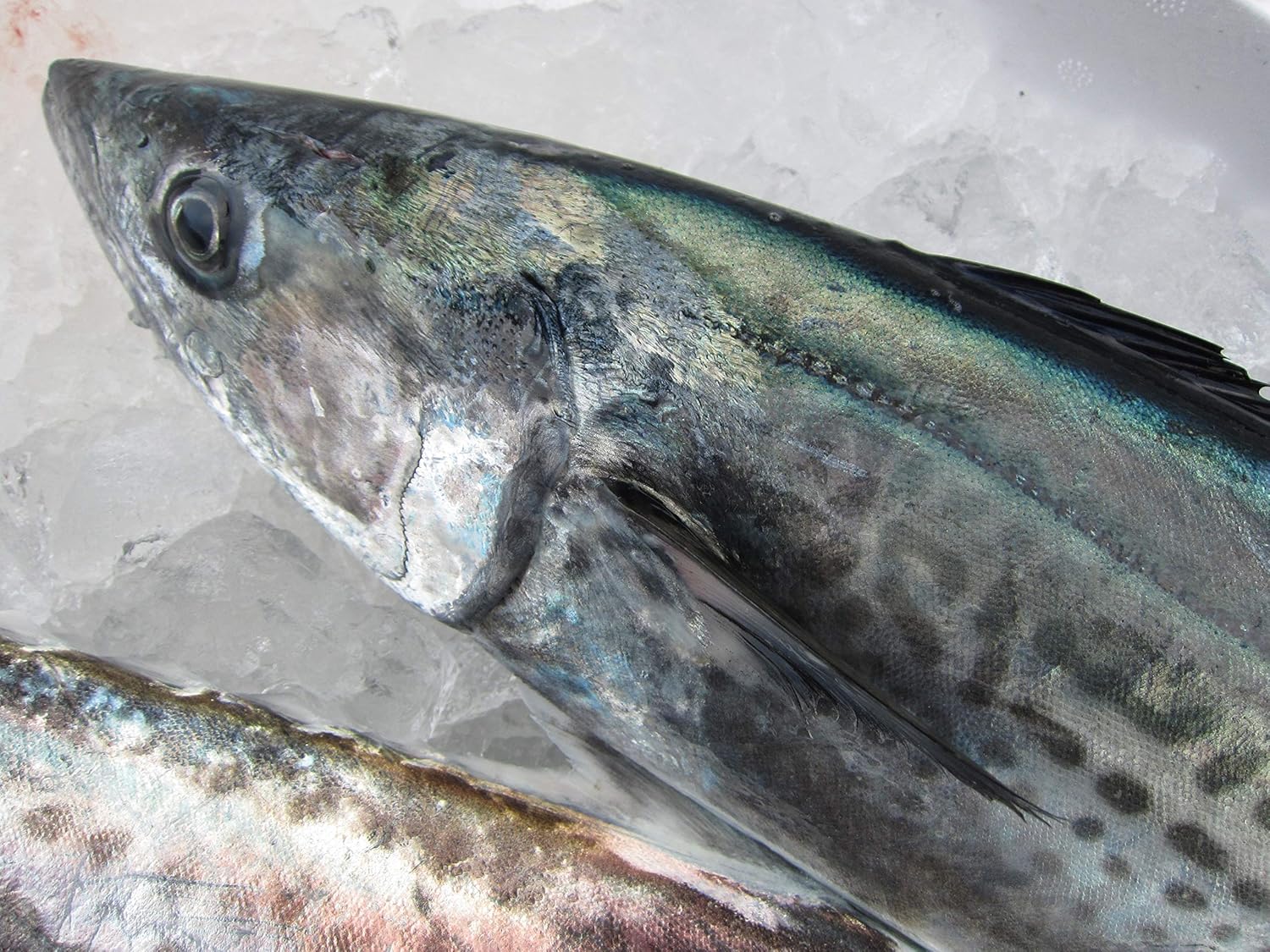青森産 サワラ 1尾 約2.5kg以上 鰆 さわら