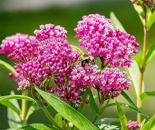 Semillas de algodoncillo de pantano rosa para ayudar a salvar a las mariposas monarca - Incarnata Milkweed