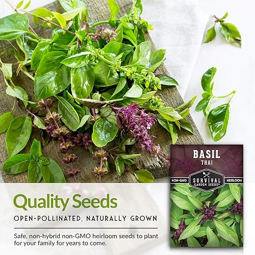 Miniatura 7 de Survival Garden Seeds - Semillas de albahaca tailandesa para plantar - Paquete con instrucciones para plantar y cultivar albahaca asiática en