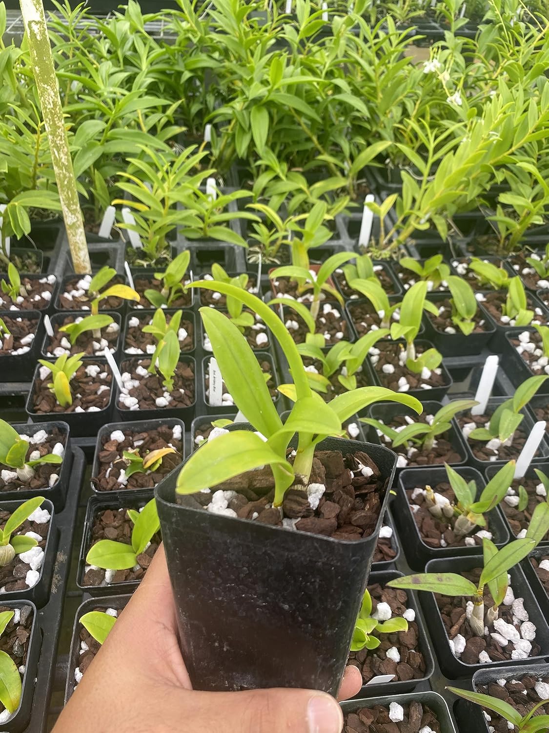 Dendrobium Aridang Blue Orchid Comes in 4" Pot, Beautiful Plants from Hawaii