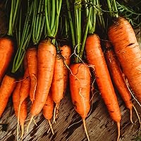 Vista 1 de Zanahoria Danvers - 150 semillas - Variedad tradicional y polinizada abierta, semillas de vegetales sin OMG para plantar al aire libre en el jardín