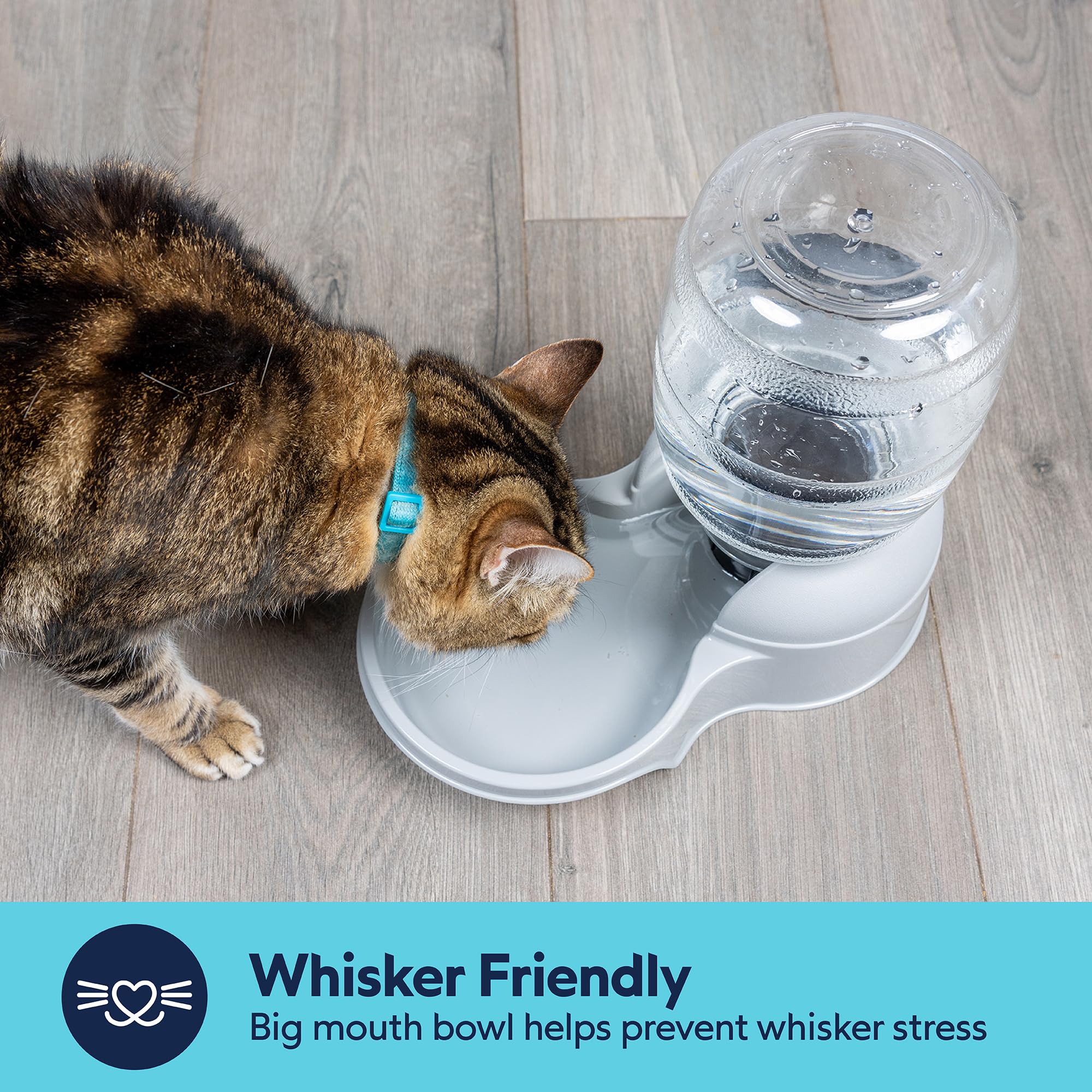 Aspen Pet Lebistro Distributeur d'eau pour Chien et Chat