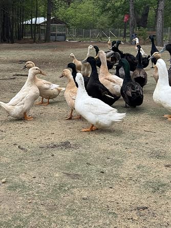 12 Duck Eggs (Rouen, Cayuga, Runner,Buff & More)