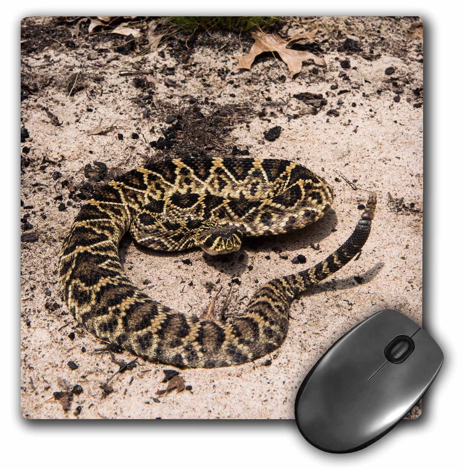 3D Rose"Eastern Diamondback Rattlesnake Telfair County. Georgia USA" Matte Finish Mouse Pad - 8 x 8" - mp_230590_1