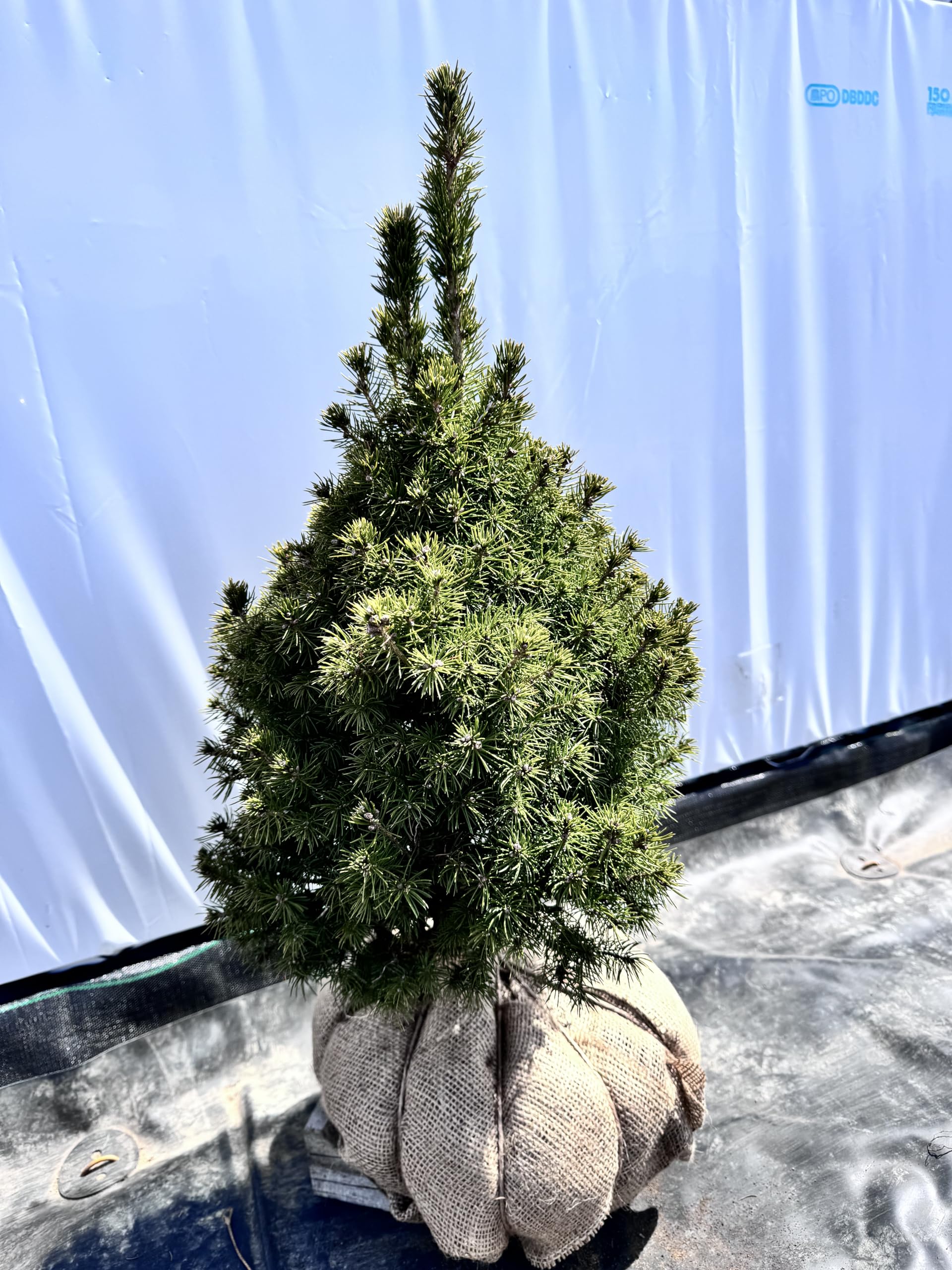 アルバーティアナコニカ/大株【現品発送】管理70819 Amazon.co.jp: 『植木/庭木/苗木』アルバーティアナコニカ/大株【現品