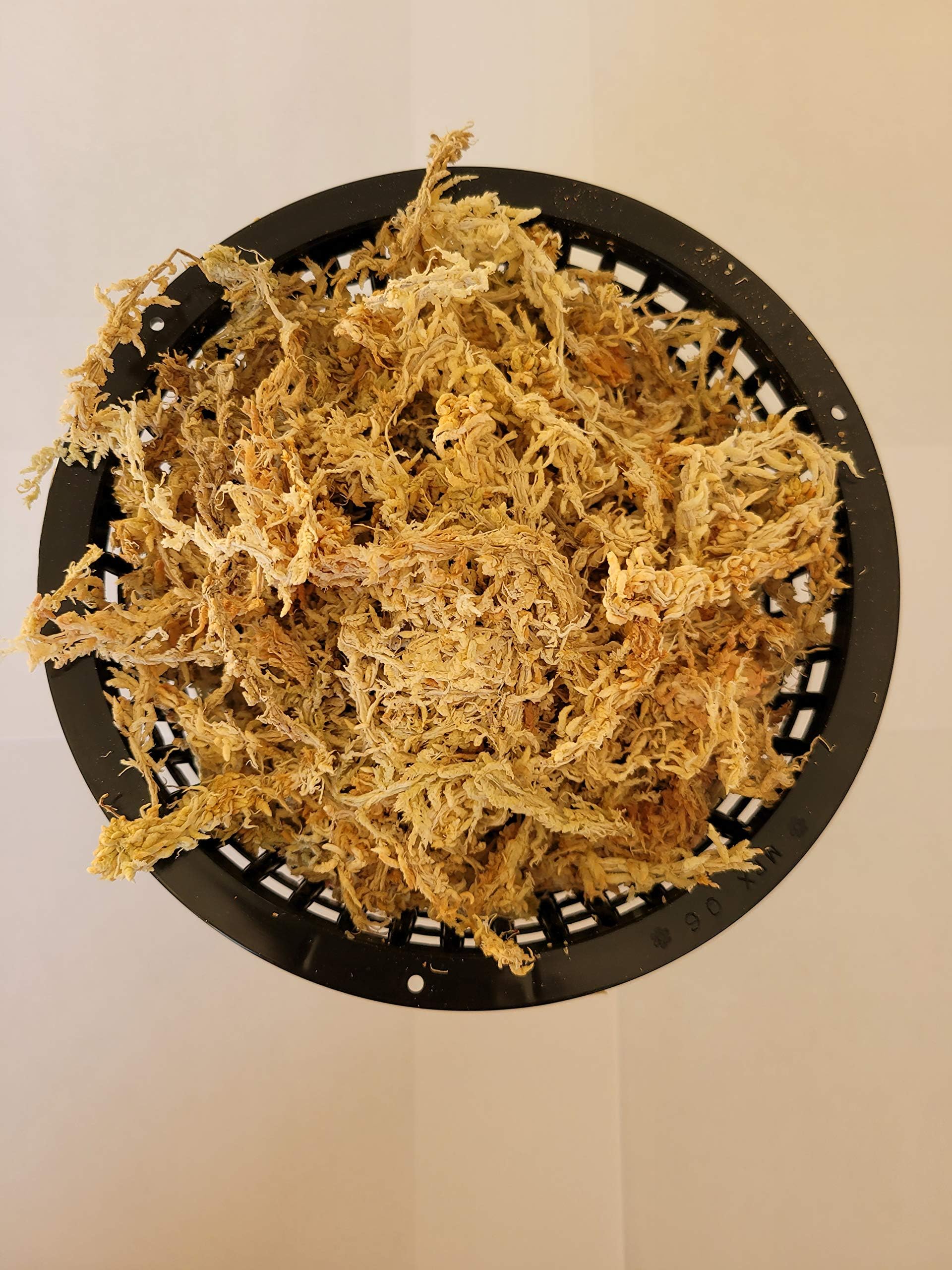 One 6 Inch Net Pot with New Zealand Sphagnum Moss