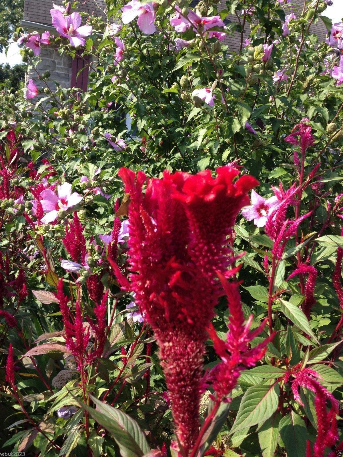 Amazon.com : 100 China Town Red Celosia Seeds, Cockscomb~Plants