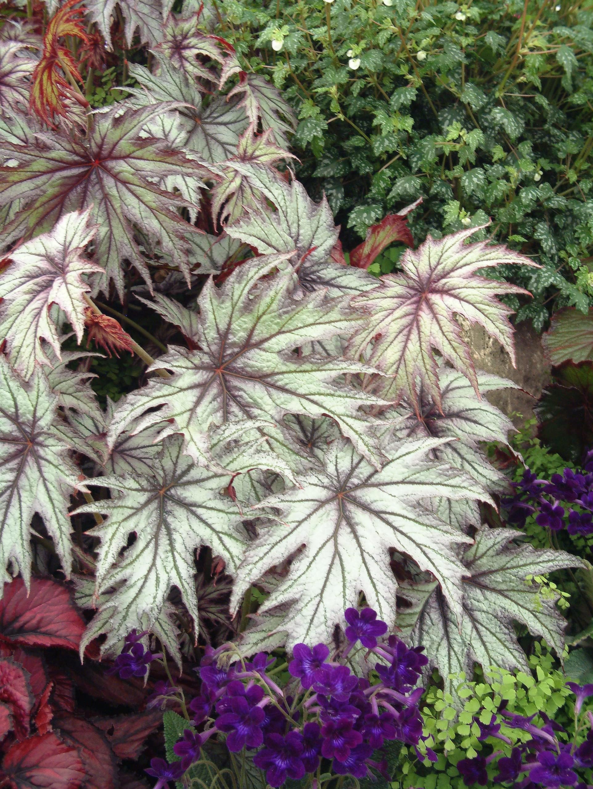 Collection of Five Cane Like Begonia Varieties