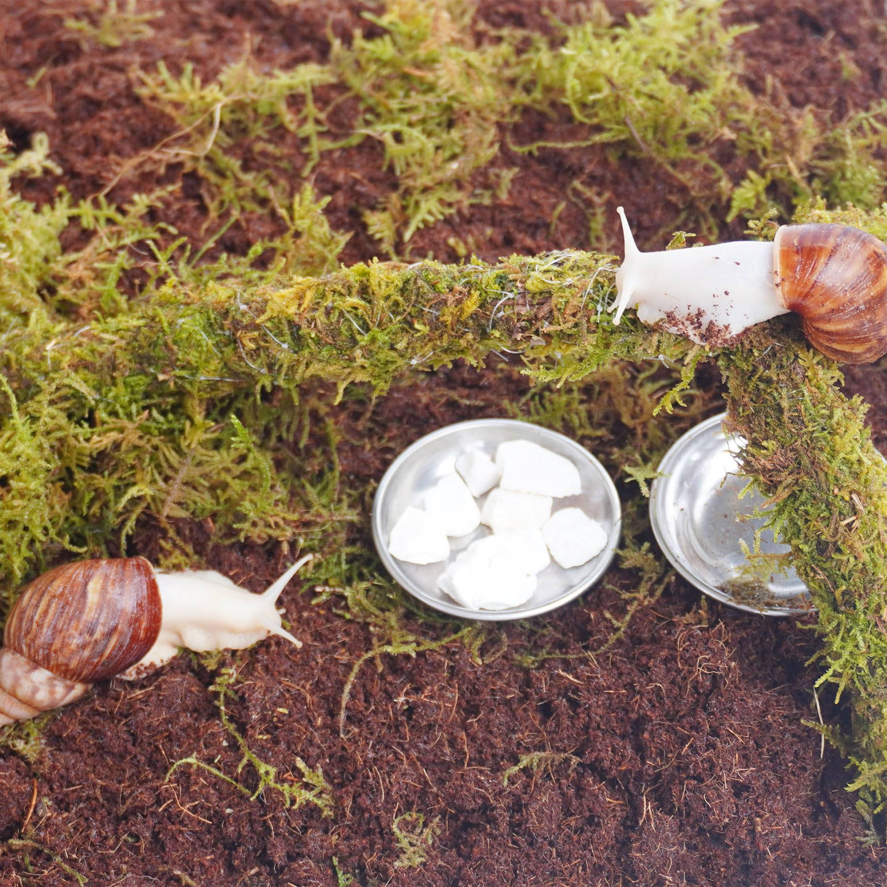 Snail Terrarium Accessory Kit 7PCS, Includes Moisture-Retaining Substrate, Climbing Toy, Cuttlebone Granules, Water and Food Plate, Spray Bottle - 3