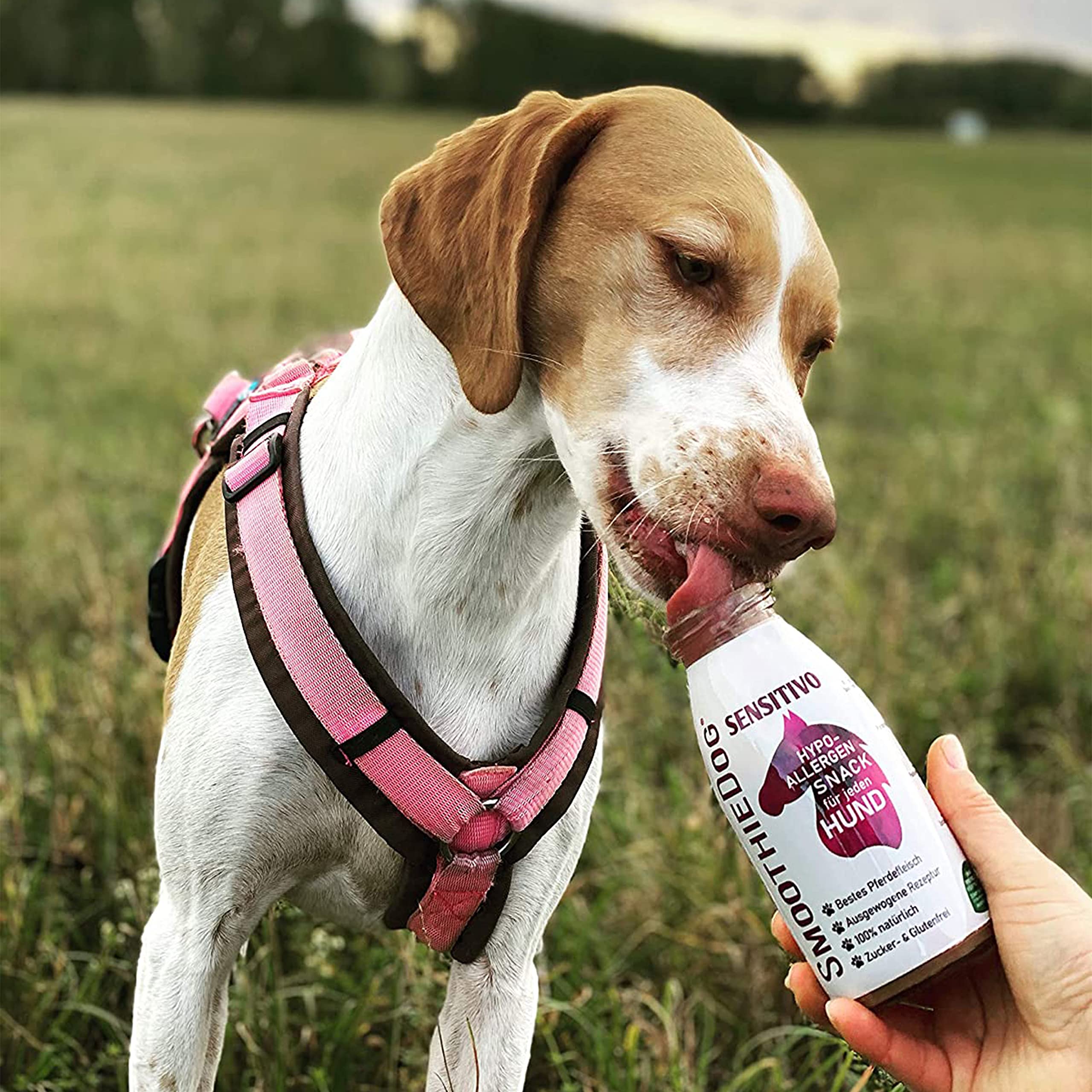 Hunde Smoothie SmoothieDog 6er Sensitivo (Pferd) - Hypoallergener Snack & Leckerli für Sensible Hunde - Zucker- & glutenfrei - je 250ml