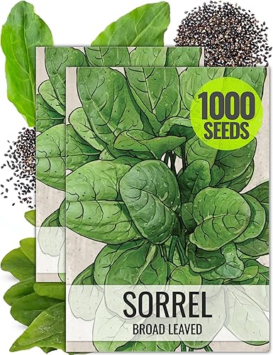 Seed Needs Semillas de acedera de hoja grande para plantar, hierba medicinal o culinaria no tratada sin OMG y sin tratar, ideal para ensaladas (2
