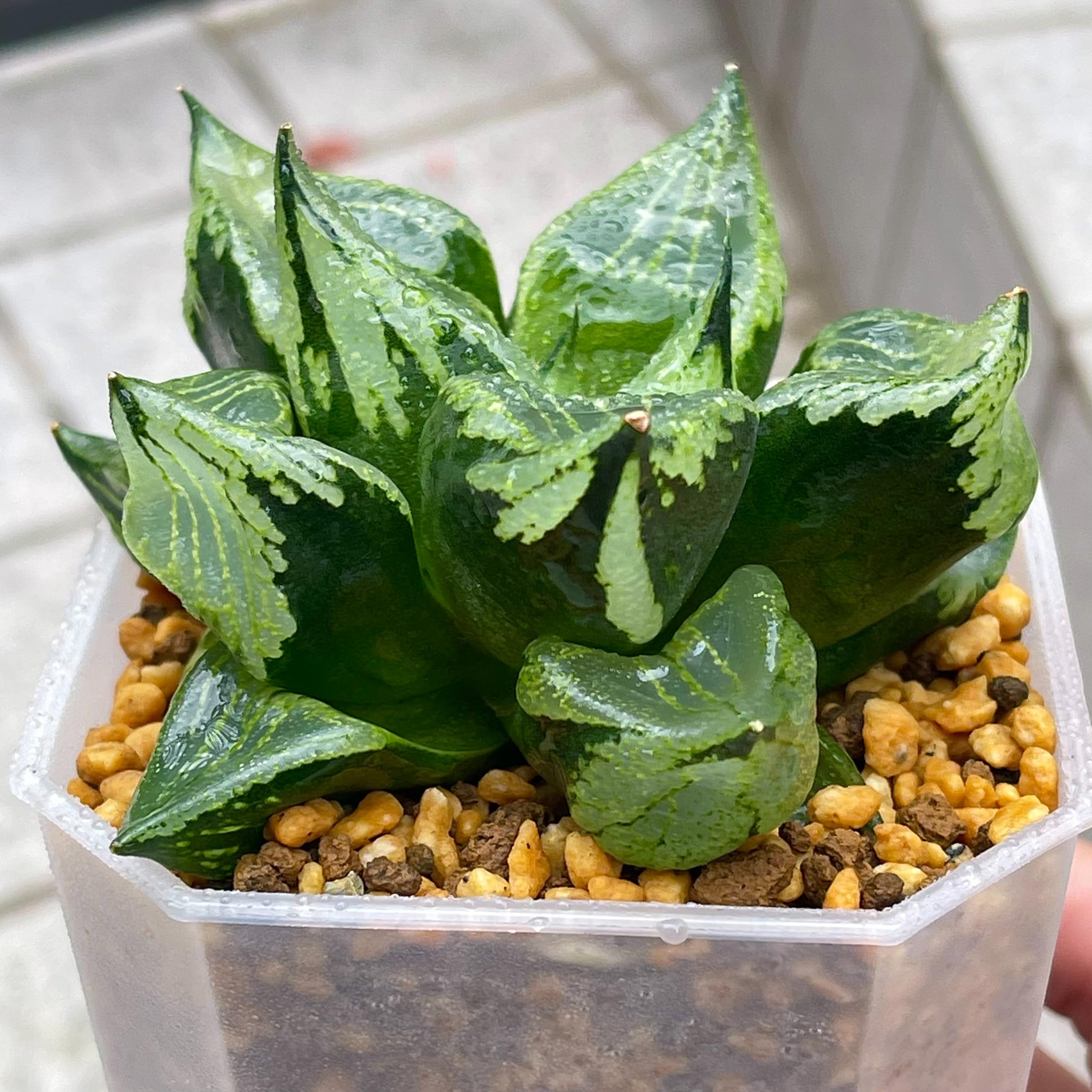 Amazon｜多肉植物 観葉植物 ハオルチア ハオルシア 裏般若