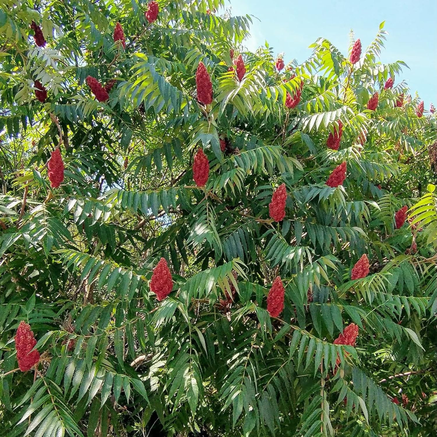 Staghorn Sumac Seeds Rhus Typhina Deciduous Shrub or Small