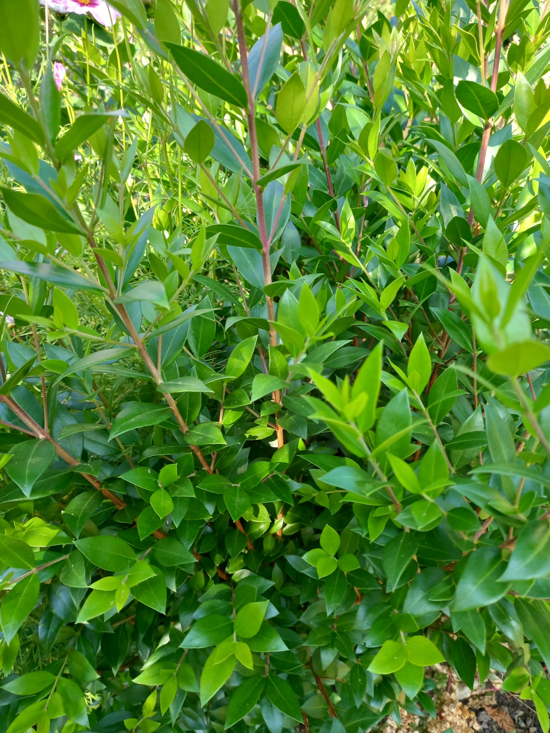 Myrtle (Myrtus communis) Herb Garden Plant Hardy Perennial Flowering Garden Plants Easy to Grow Your Own by Park Farm Plants (3 x 9cm Pot)