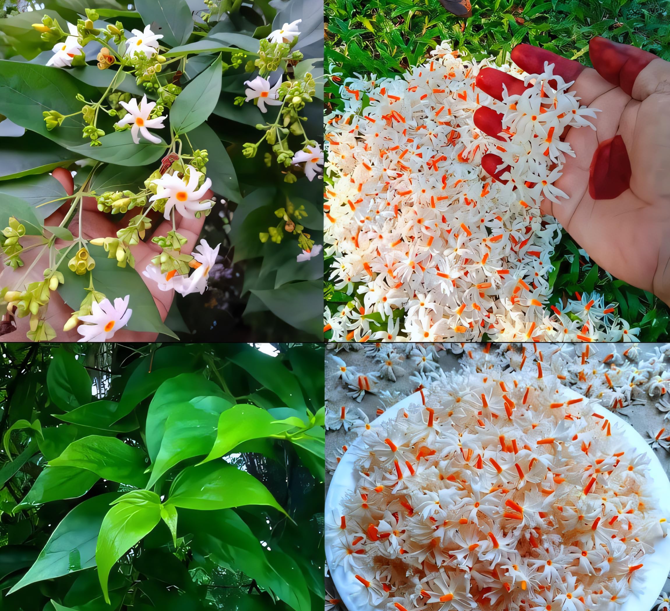 PYANABI GARDEN Parijat Flower tree/Seuli Flower Plant harsingar ka podha/Parijatak Flower Medicinal plant PB022 (B0BVMXRLQ7) Amazon Price History, Amazon Price Tracker