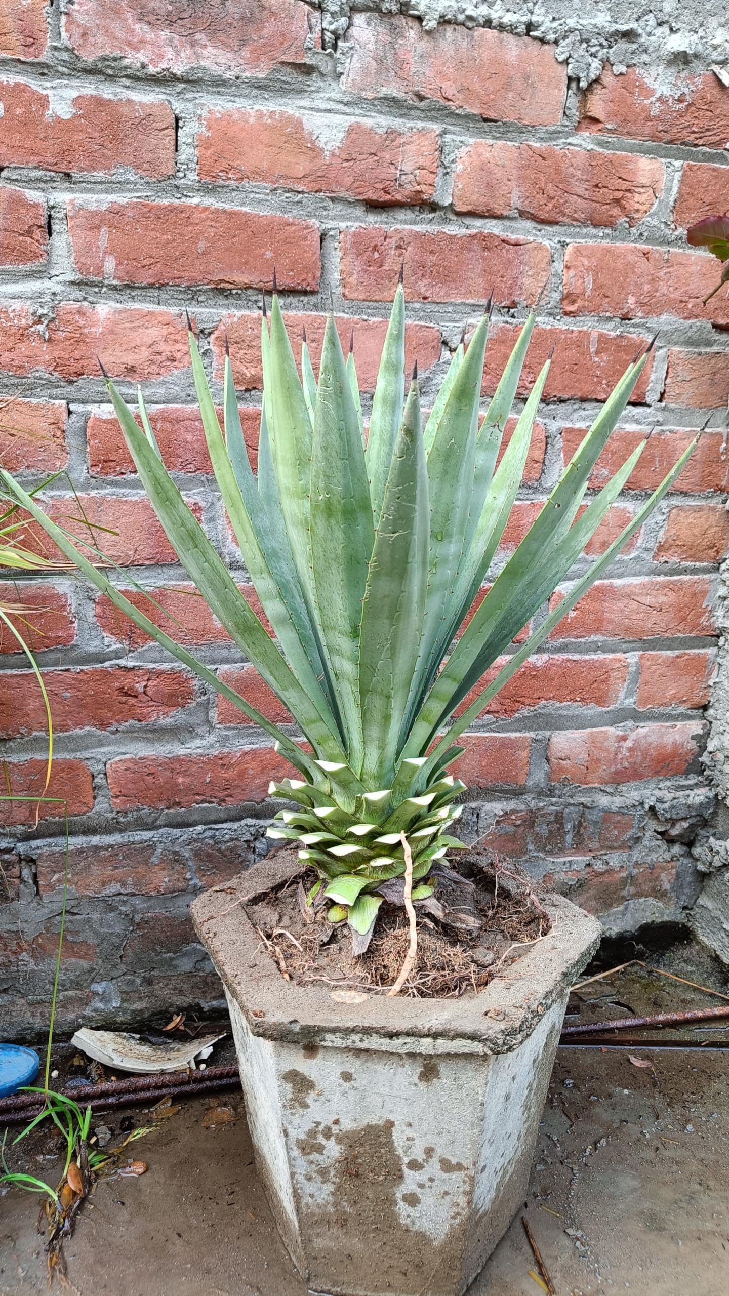 Agave Sisalana or Sisal Live Plant : Amazon.in: Garden & Outdoors