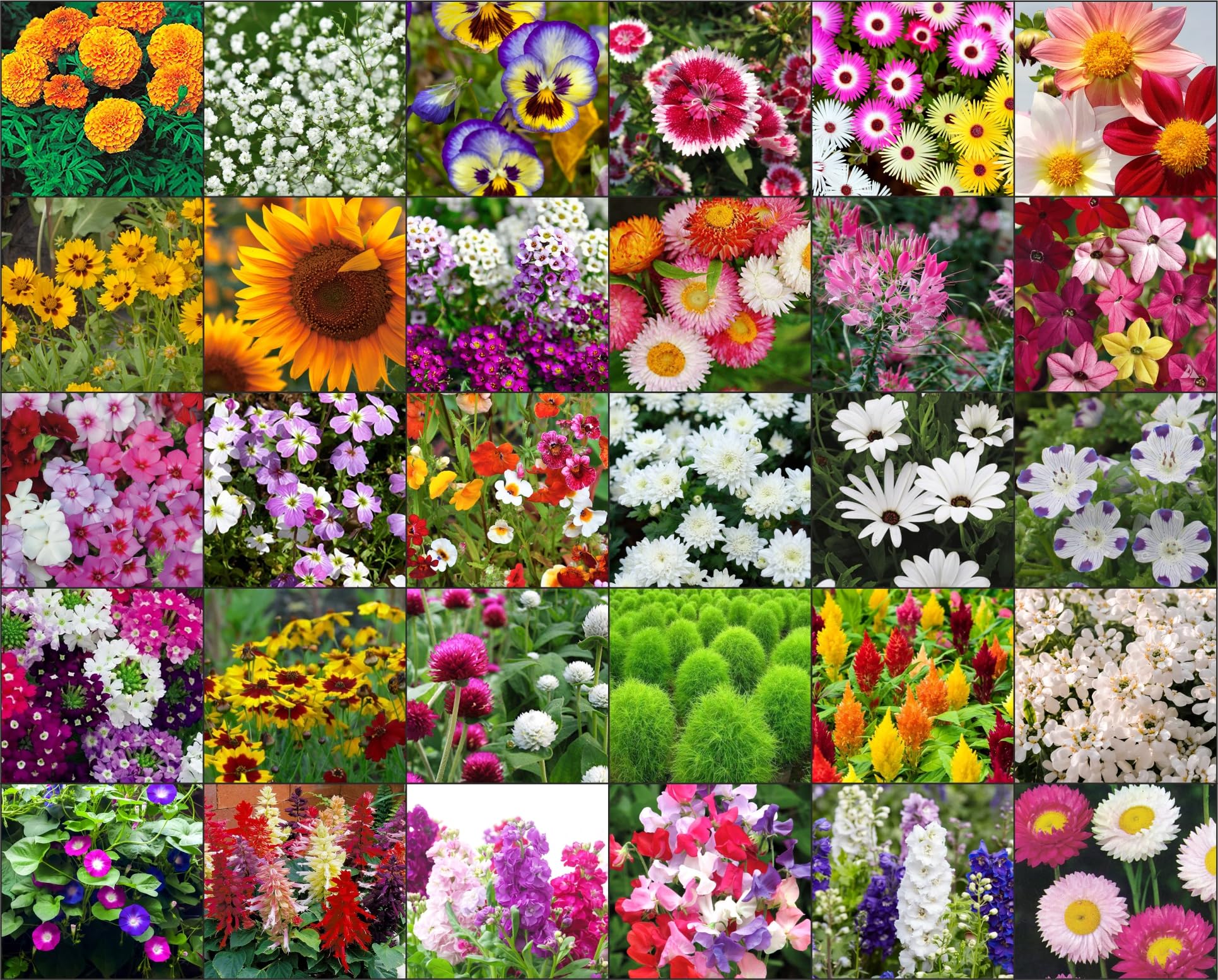 Agrey combo of 30 variety flower seeds with instruction manual. (B0CGNNDR1Z) Amazon Price History, Amazon Price Tracker