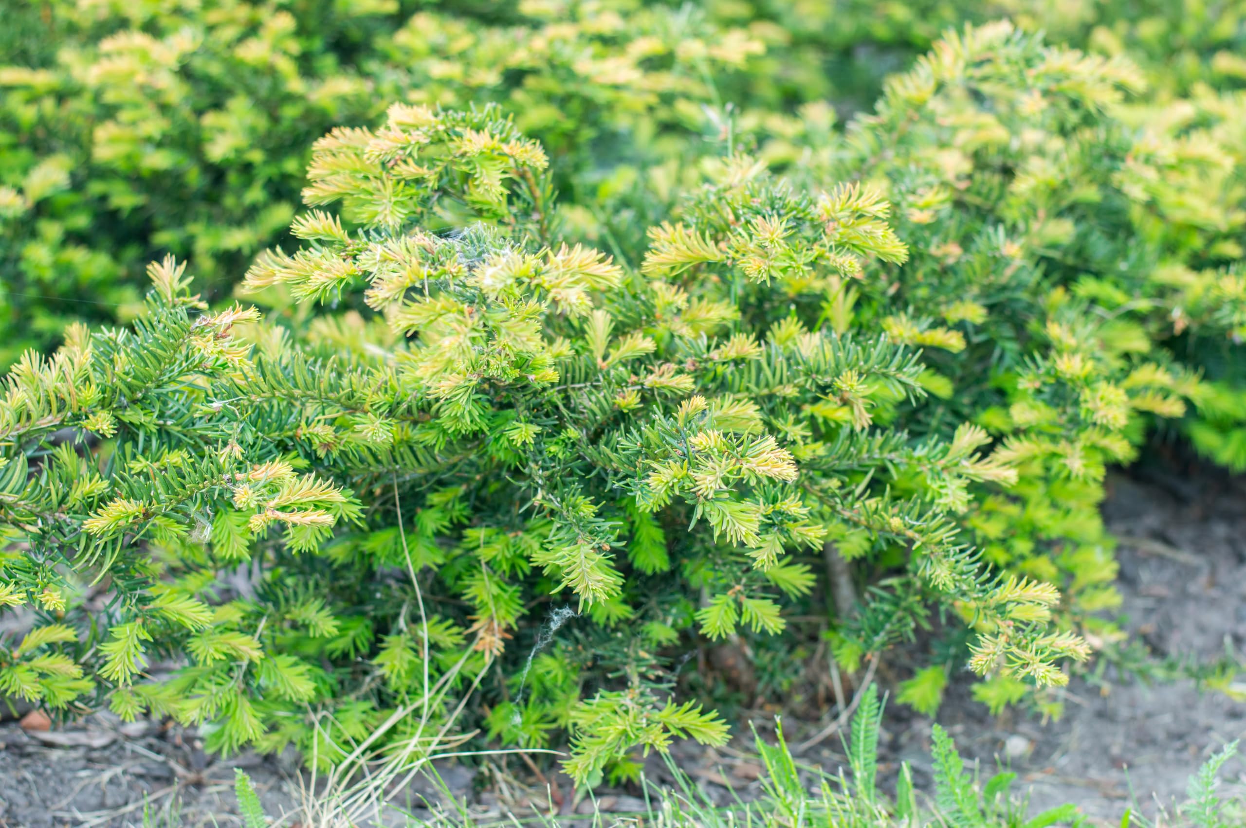 Stauden Gänge 10 x Taxus baccata 'Repandens' Bodendeckereibe winterhart
