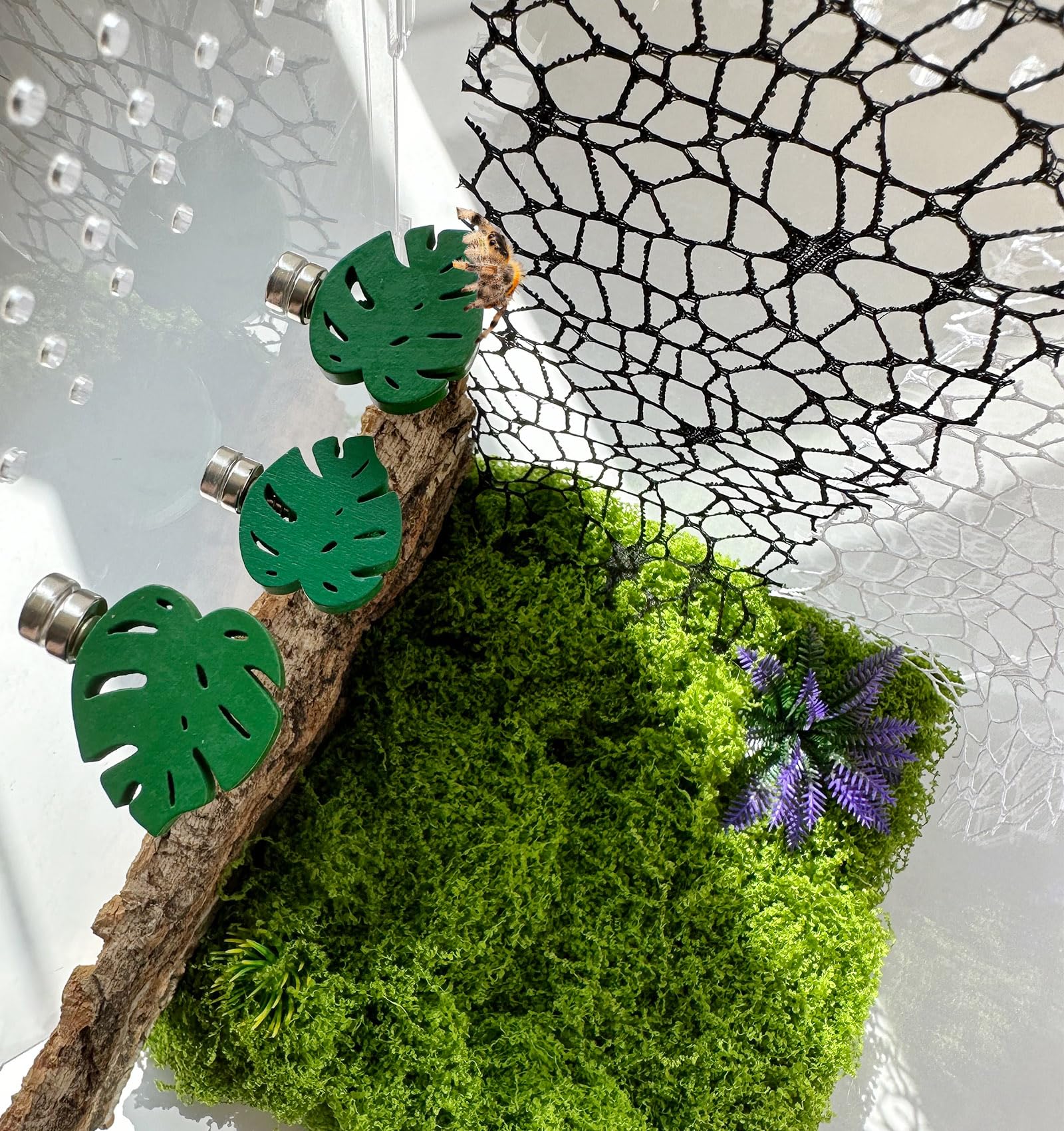 Okueejur 3 Pack Leaf-Shaped Jumping Spider Enclosure Ledges with Magnets for Spoods Jumping Spiders Decoraction Jumping Spider Accessories (Not Included The Jumping Spider Terrarium) - Image 3