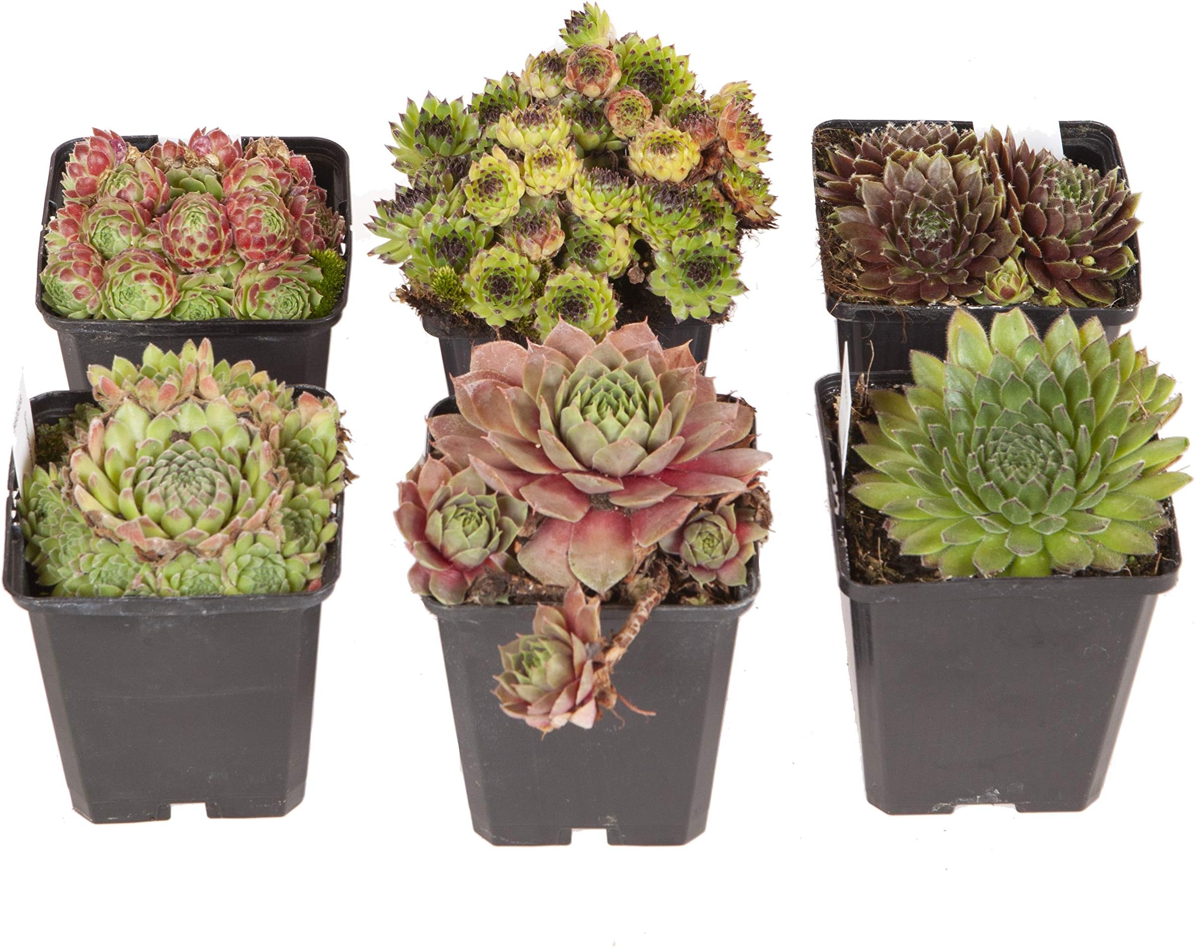 Sempervivum Hardy Alpine Succulents Plants Collection 6 x 9cm pots Shrub