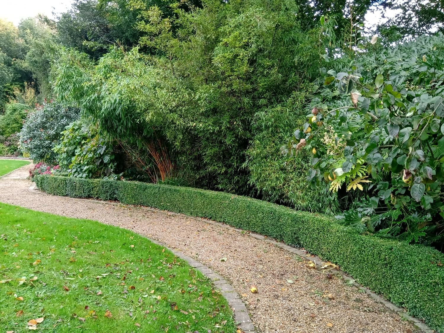 Box Hedging Plants Bare Root Evergreen Grade A Topiary Sapling Buxus Sempervirens (20, 30-40cm)