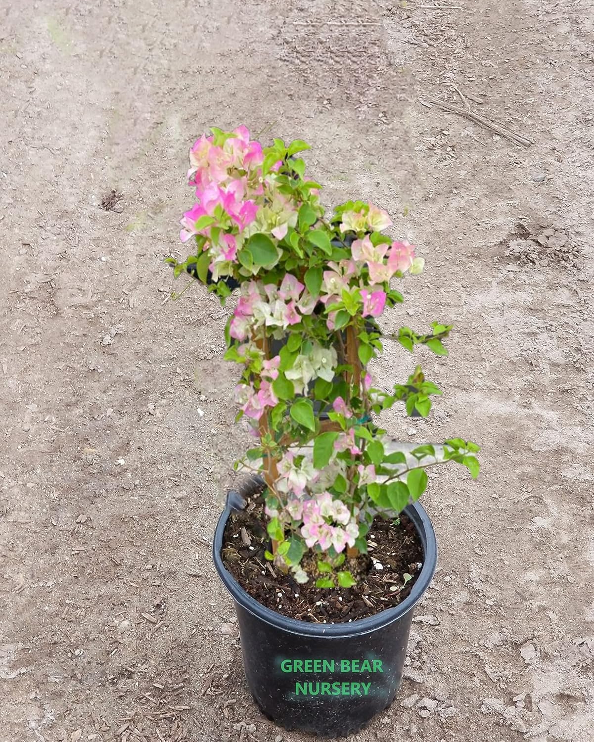 Imperial Thai Delight Bougainvillea Pink Vine - Live Plant in a 6 Inch Pot