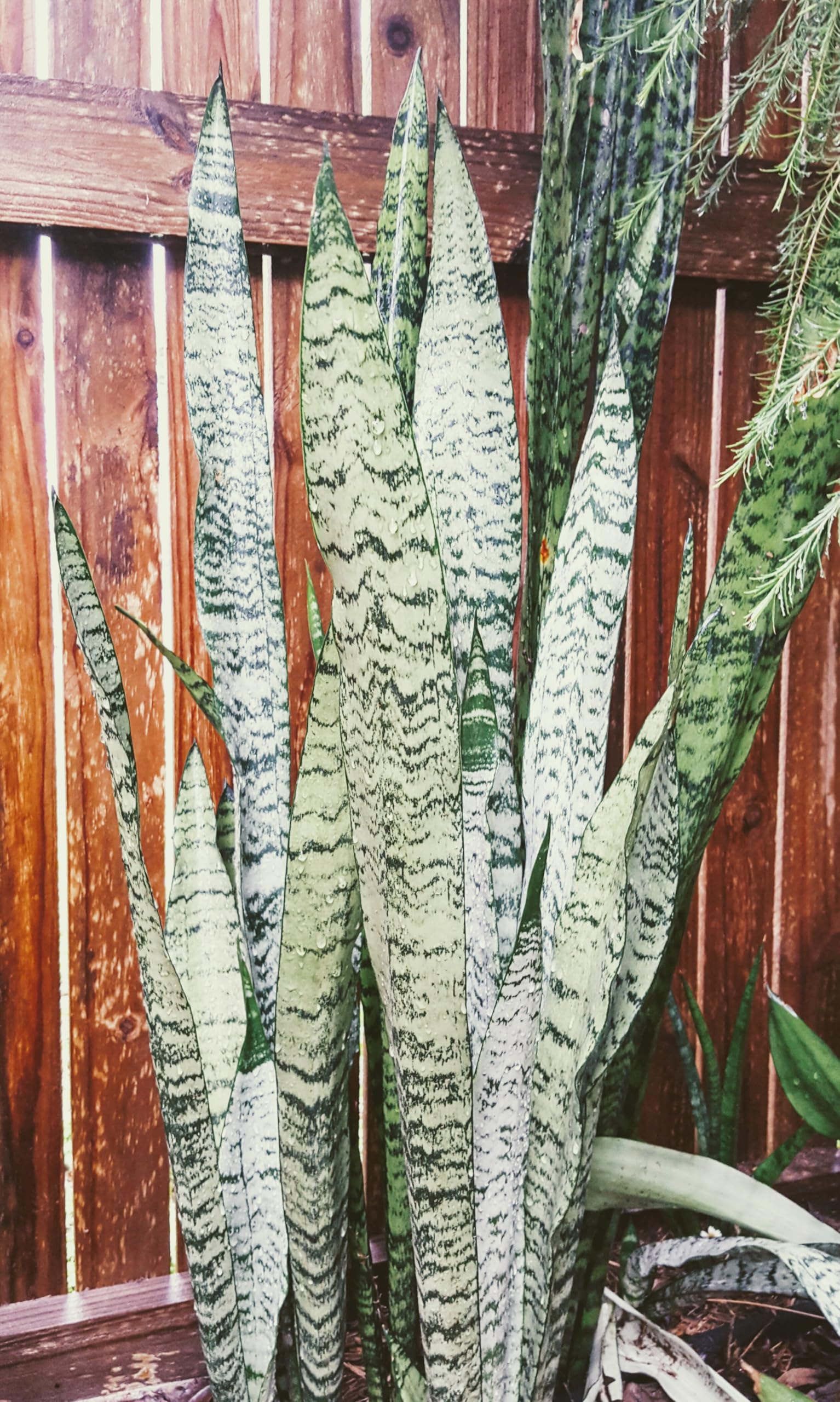 Black Coral Snake Plant