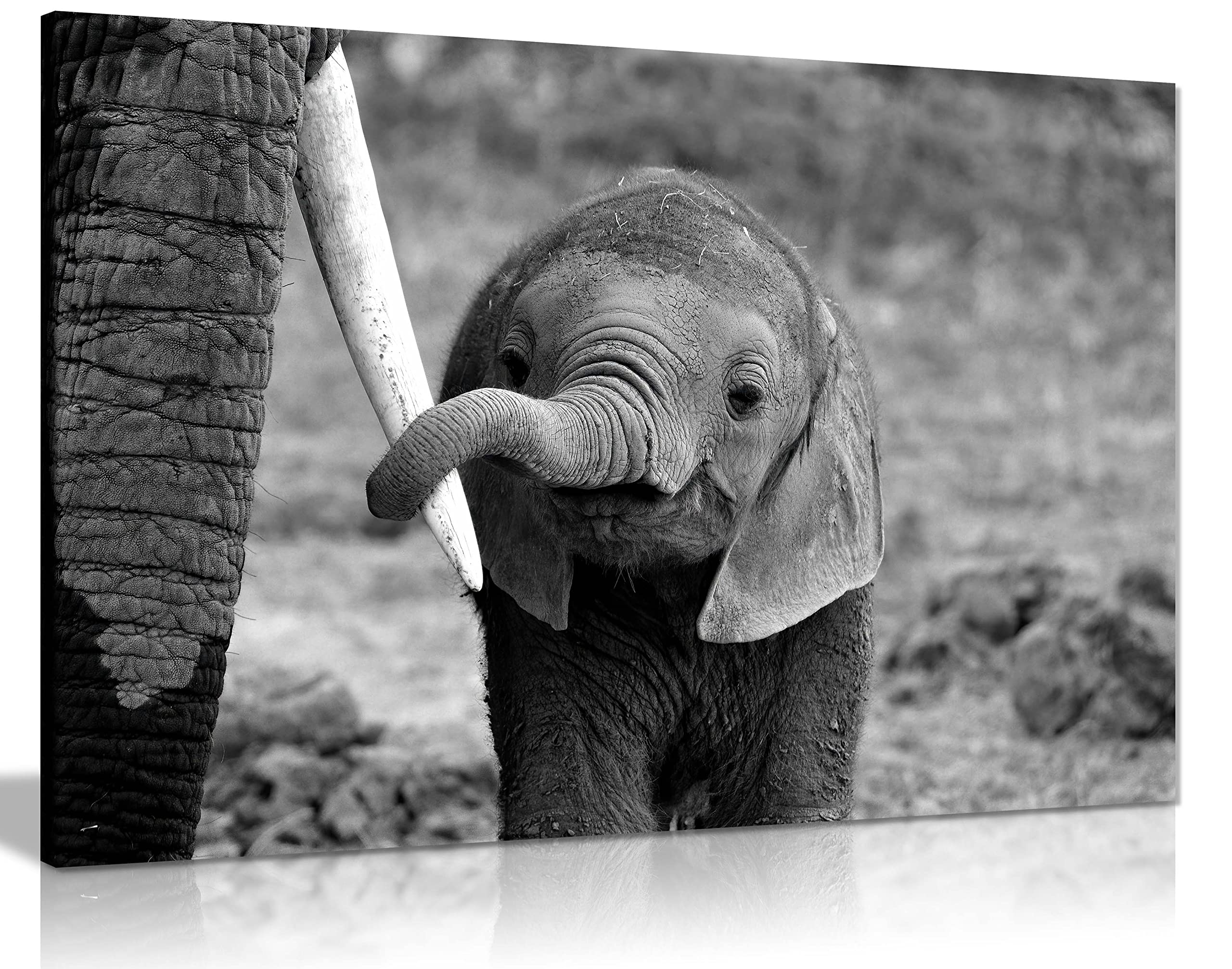 Panther Print Black/White Fine Art Prints & Baby Elephant Holding Mother's Tusk Close Up Artistic Framed Canvas Print, Pictures For Home Walls, Bedroom, Living Room & Bathroom Decor 61X41cm (24X16in)