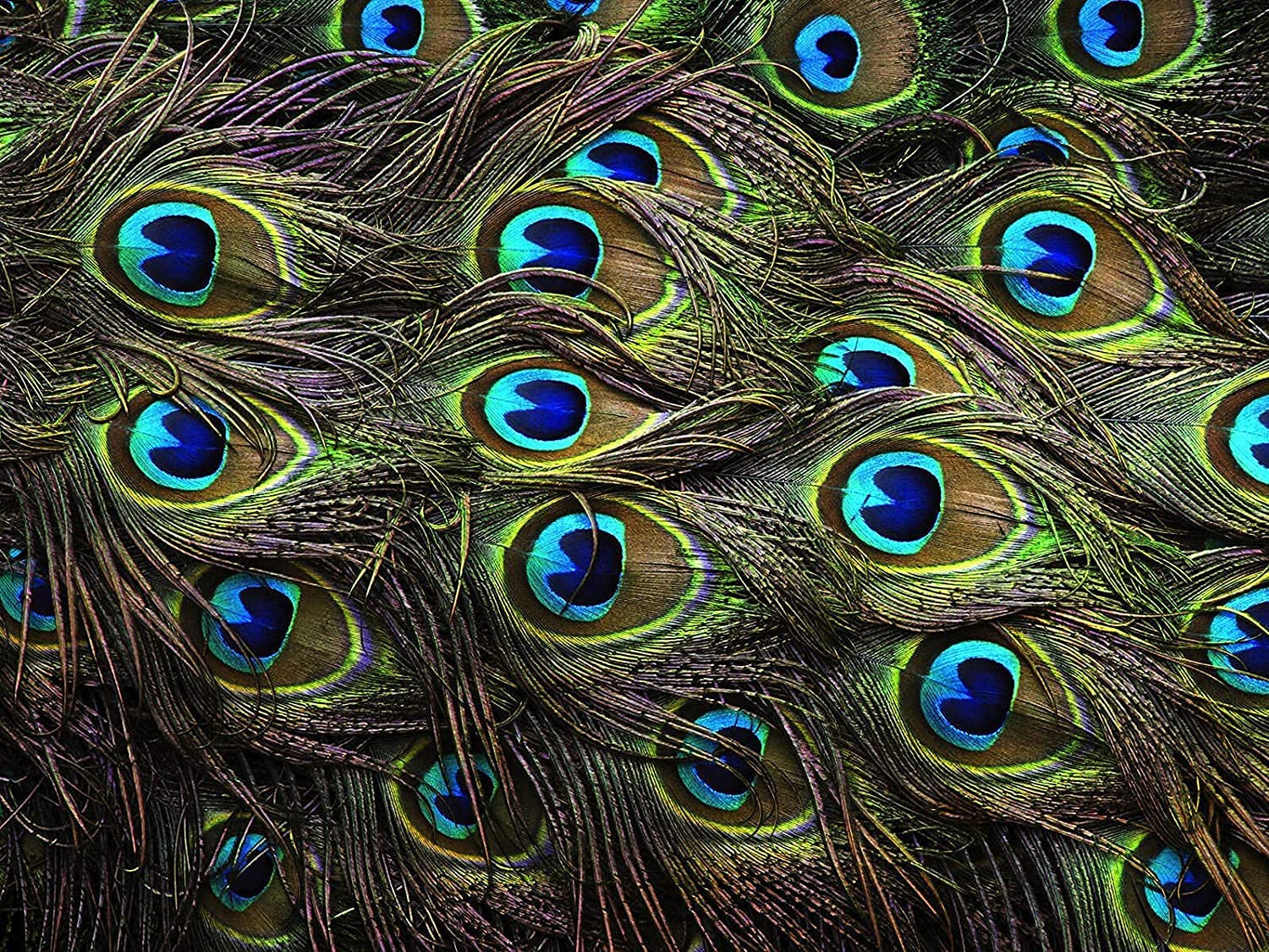 prisart peacock feather more pankh feather tails original full length size 30 inch (12)