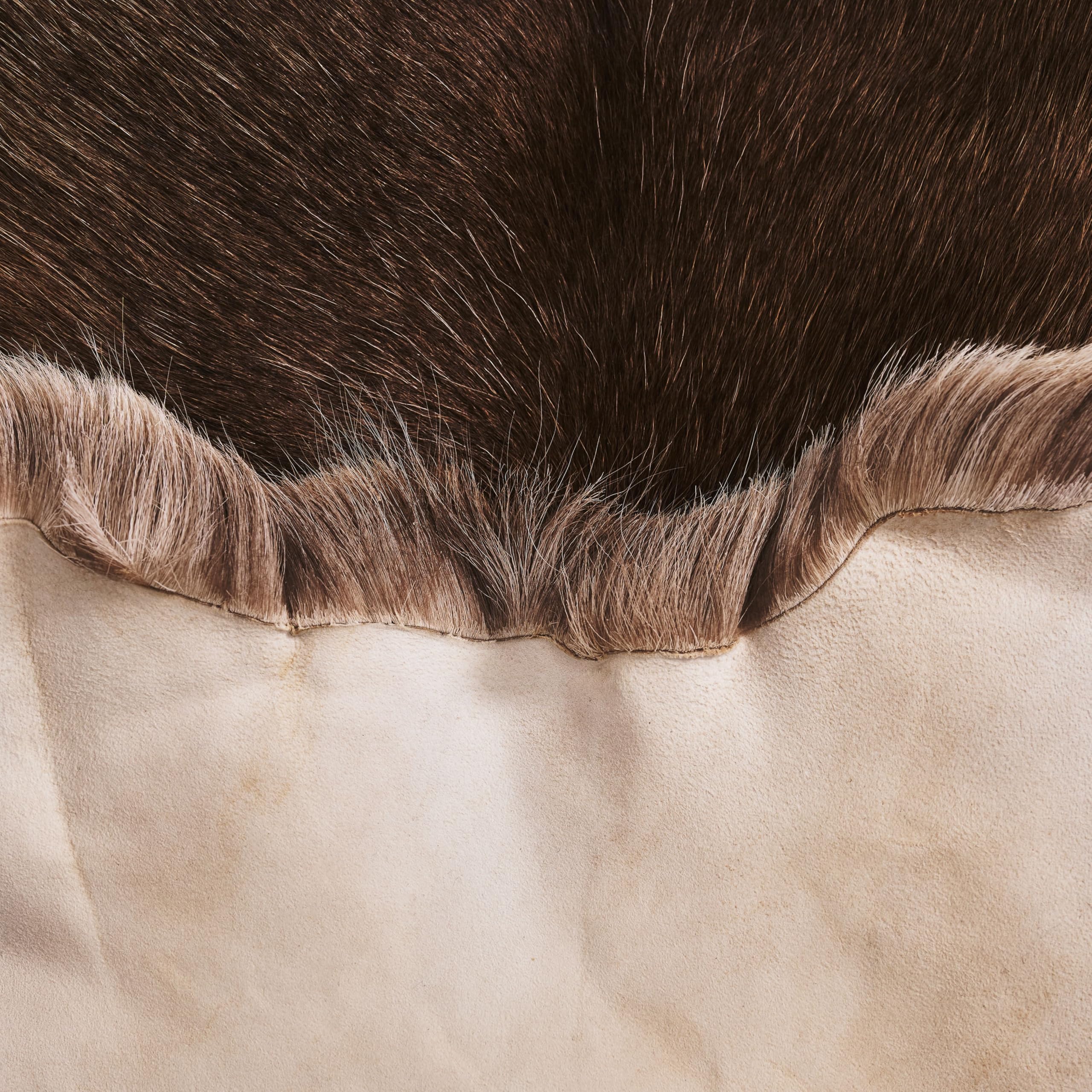 XXL 120-130 cm Peau de renne véritable Finland (gris brunâtre), inodore, fourrure de renne, doux et moelleux, fourrure pour chaises, fourrure décorative