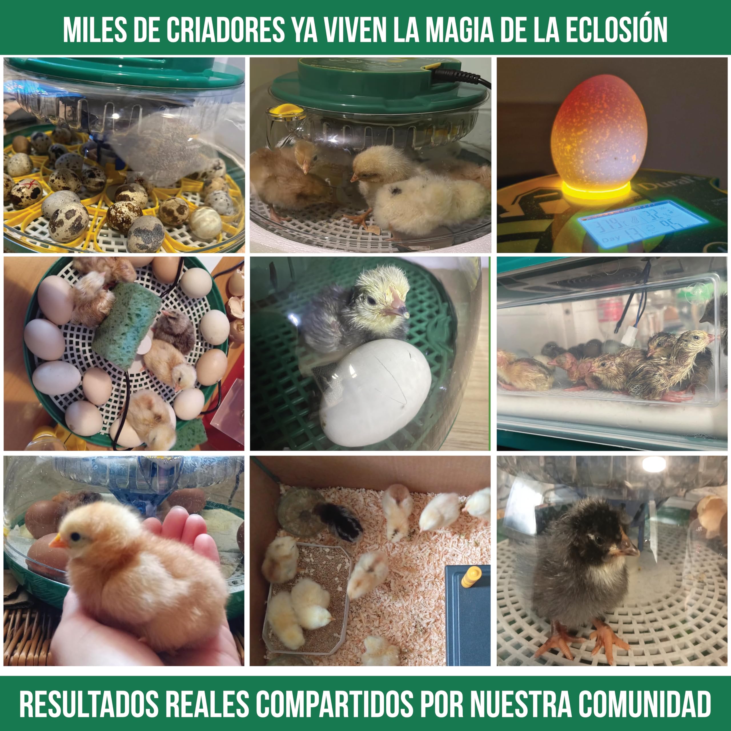 Dural's DX5® | Incubadora Huevos Gallina Automática | Certificada CE | Temperatura precisa y control de humedad | Hasta 18 huevos de gallina, codorniz, pato | Volteo automático | Fácil de limpiar |