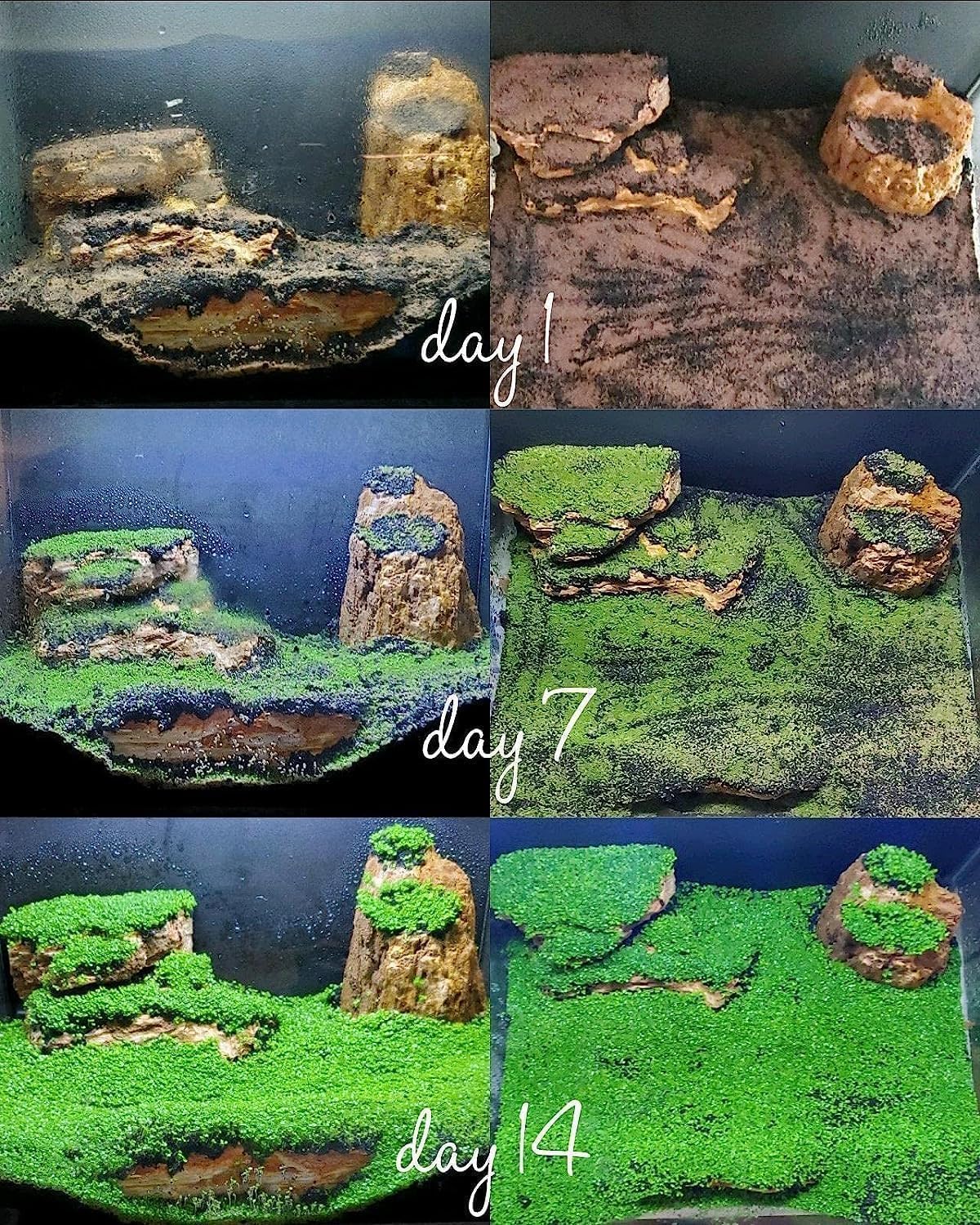 Live Aquarium Plant Seeds - VAYINATO Decoration Carpet -2