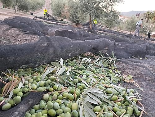 Miniatura 8 de Olivar Santamaría Aceite de oliva virgen extra variedad Hojiblanca de primera calidad prensado en frío España alto polifenol perfecto para aderezos