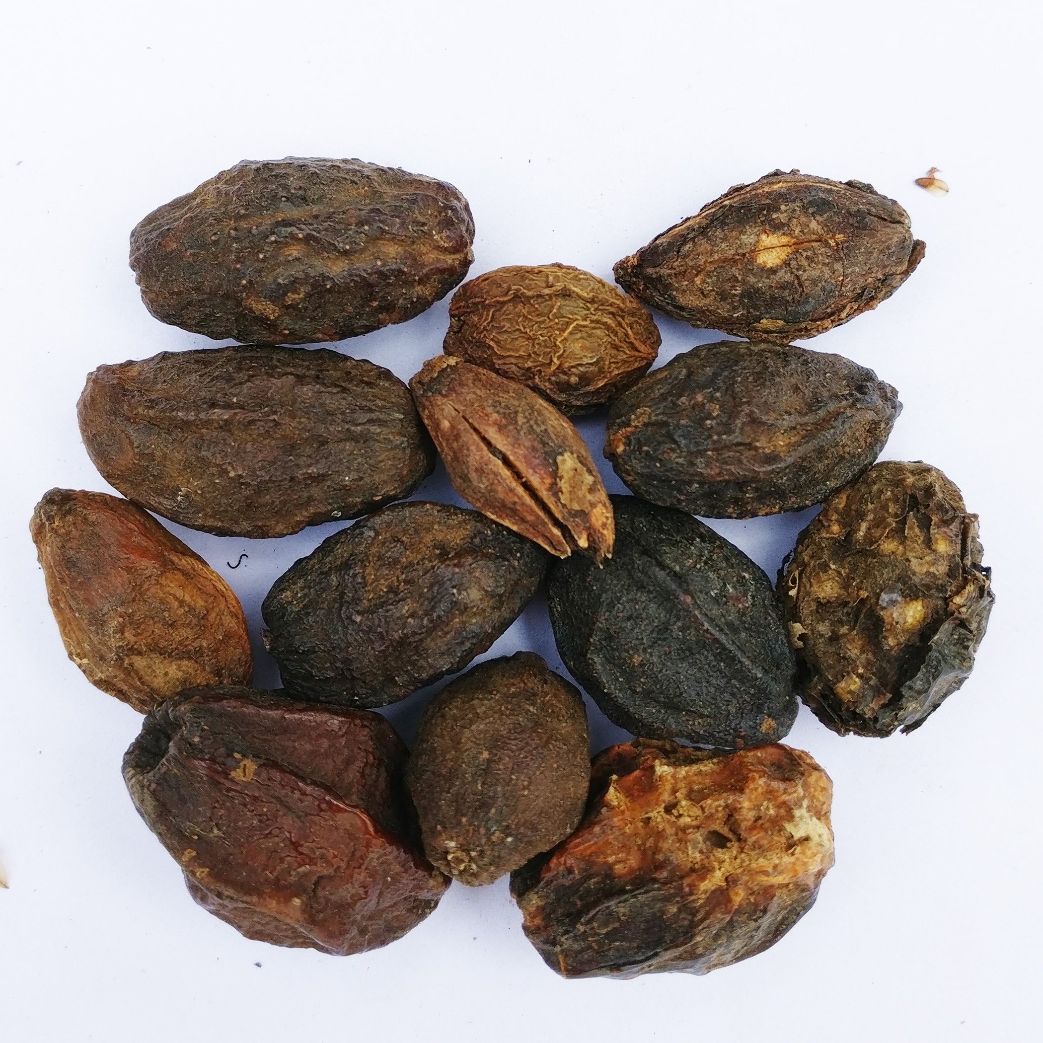 RK Seeds Malabar Neem Untreated Seeds,Melia Dubia seeds for planting Pack of 100 g (B0756F6QJQ) Amazon Price History, Amazon Price Tracker