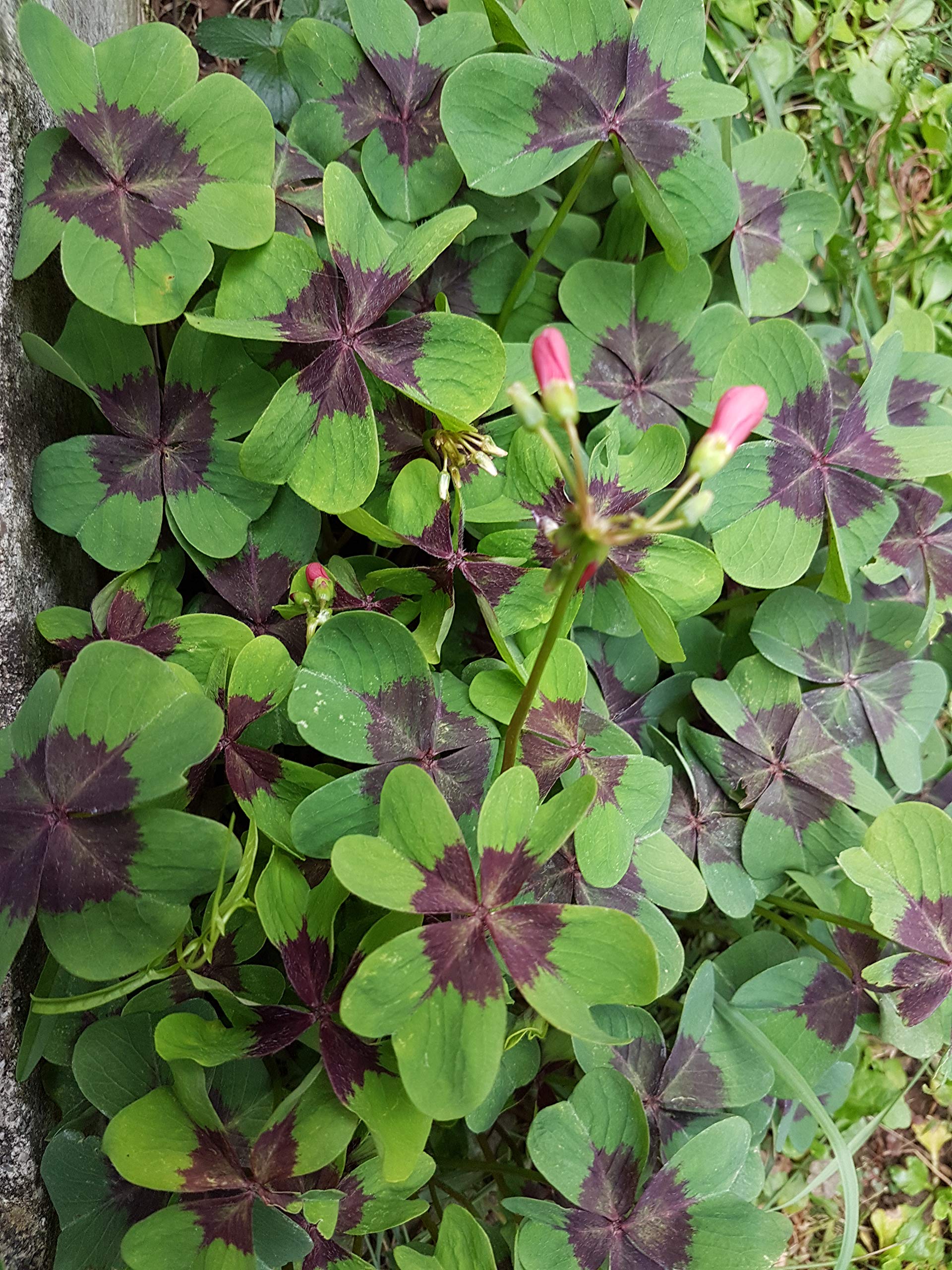 50 X Oxalis Deppei Iron Cross - Oxalis Quadrifoglio - Bulbi Di Alta Qualità (50)