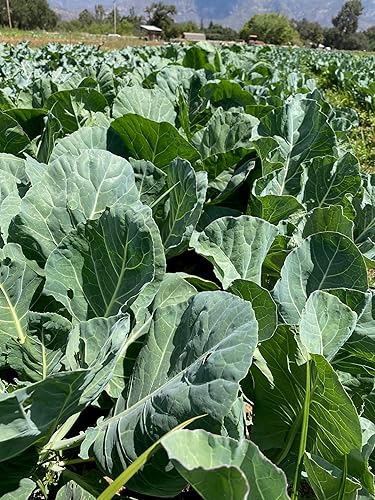 Miniatura 3 de Plant Good Seed Vates Semillas de col – Paquete de 150, semillas tradicionales para plantar verduras, suministros de jardinería, huerto, semillas