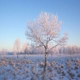 Bozon