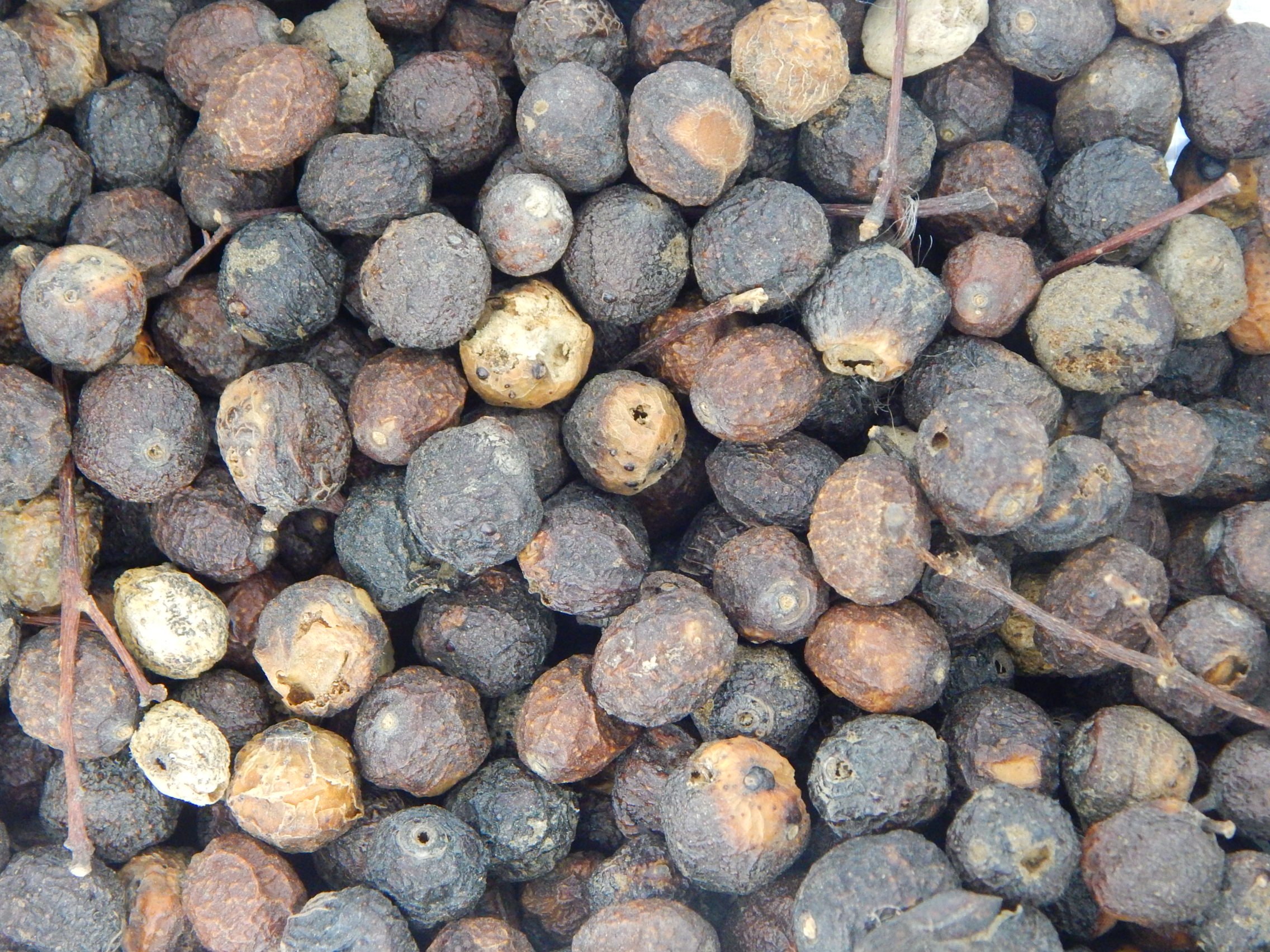 Urancia® Bakayan Phal Bakain Phal Melia Azedarach with Seed 100g (B07654N1WF) Amazon Price History, Amazon Price Tracker